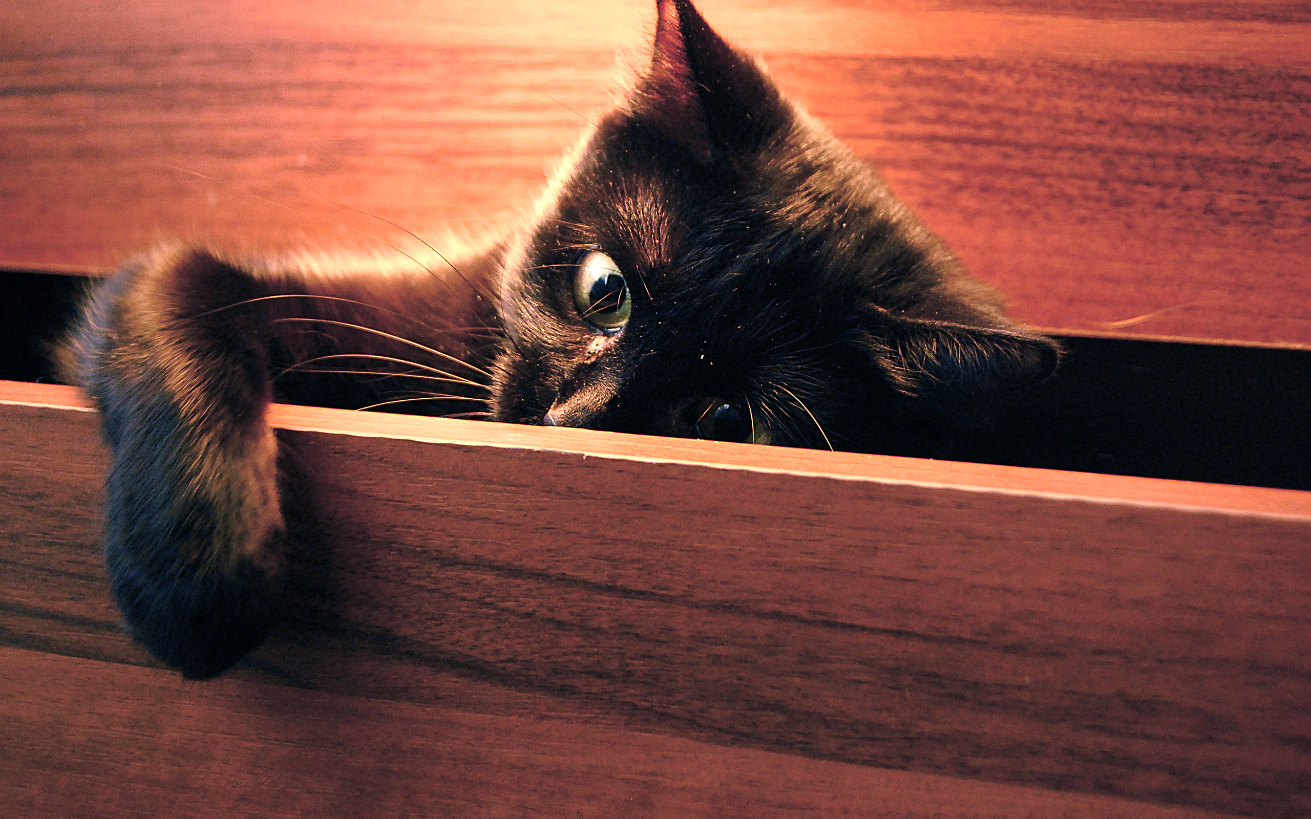 Котенок смотрящий из под кровати скачать
