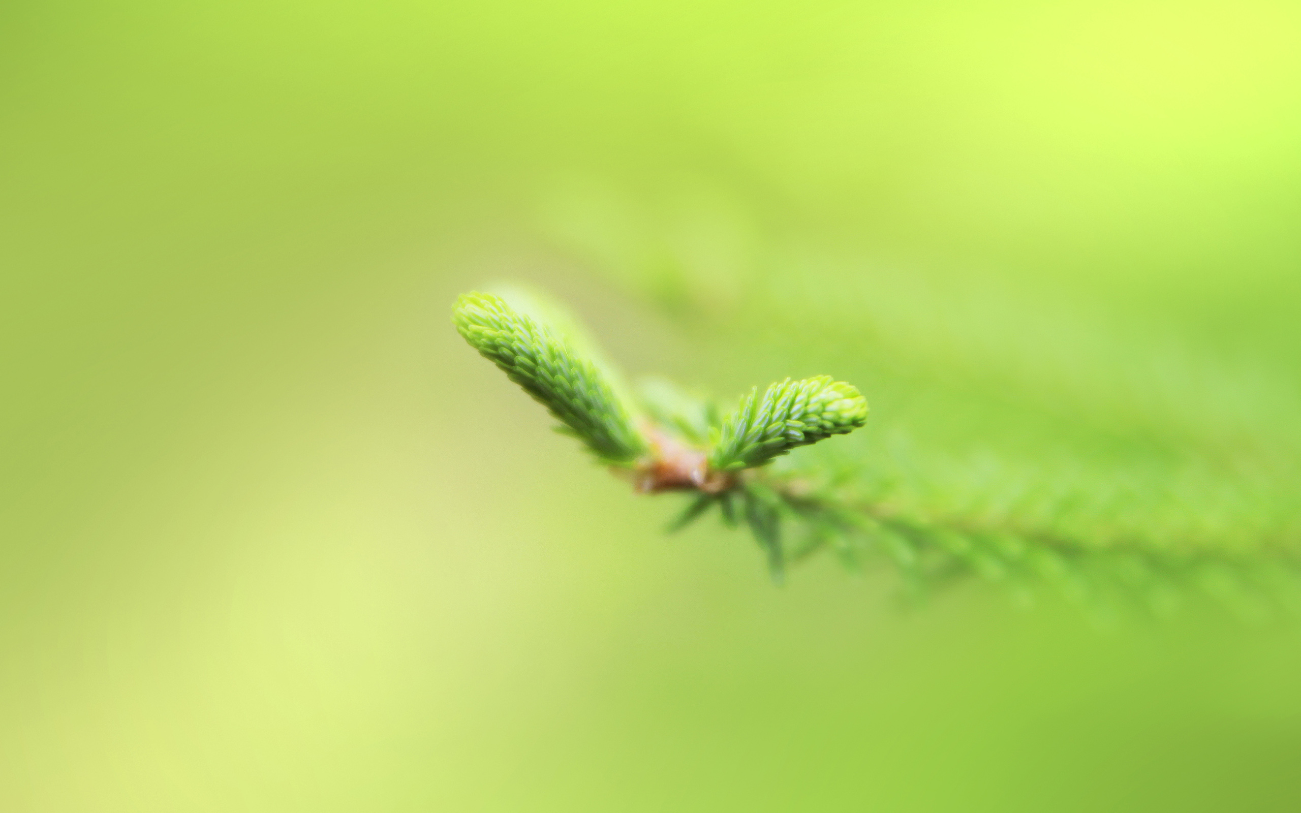 зелень, ветвь