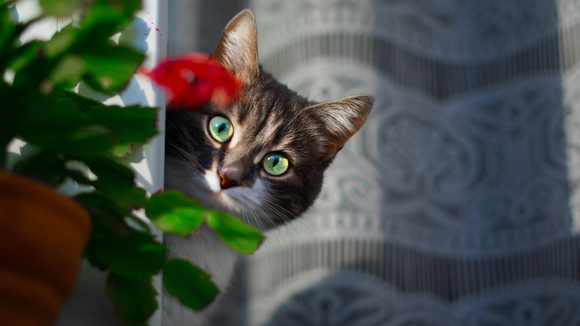 энвато, фото, серебро