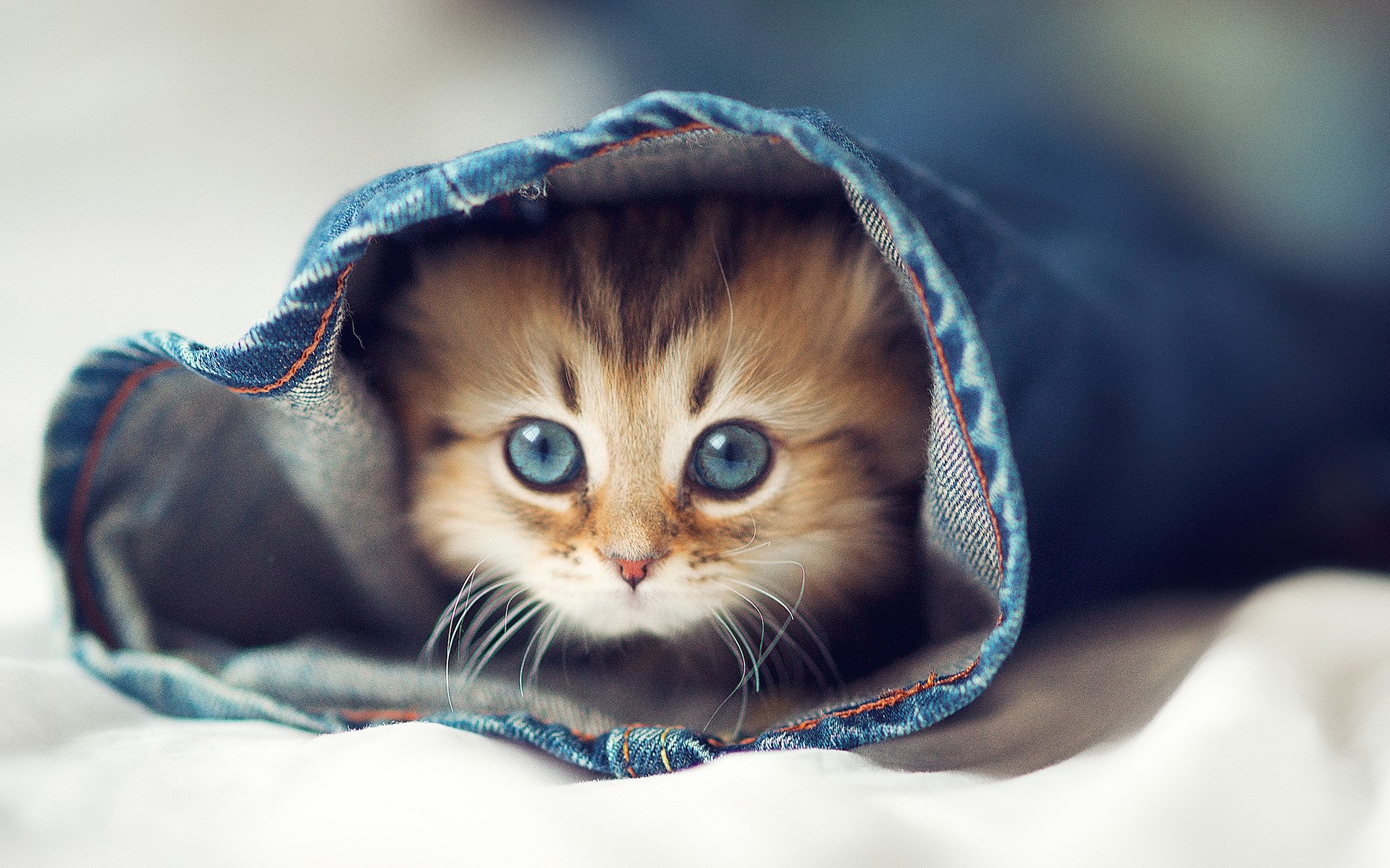  кошки