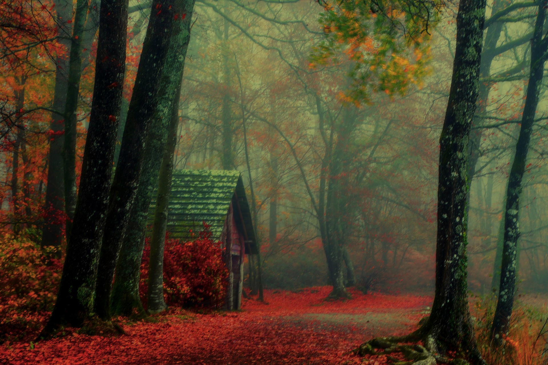 форе, зелень, осень