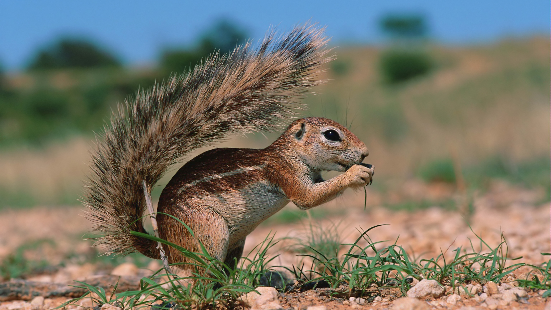 selva, animales, los
