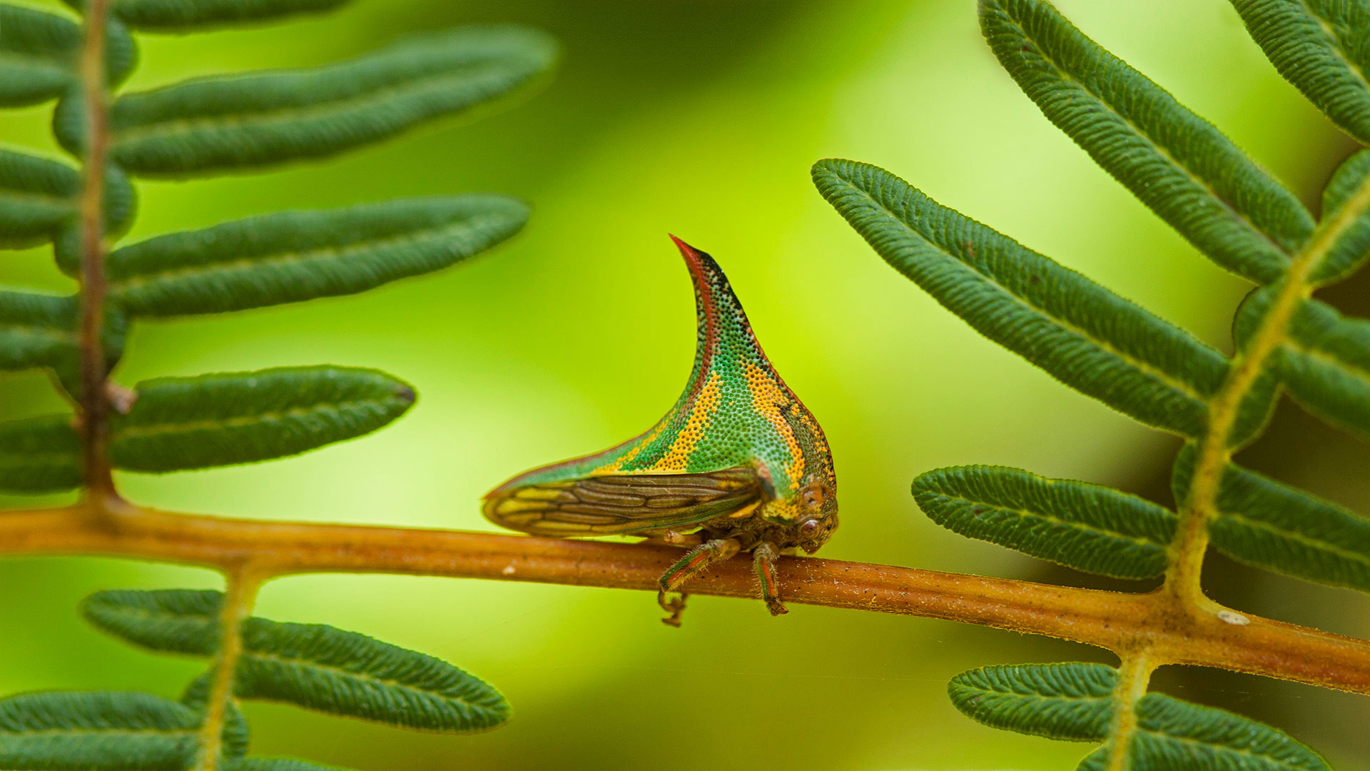 honduras, pico, bonito
