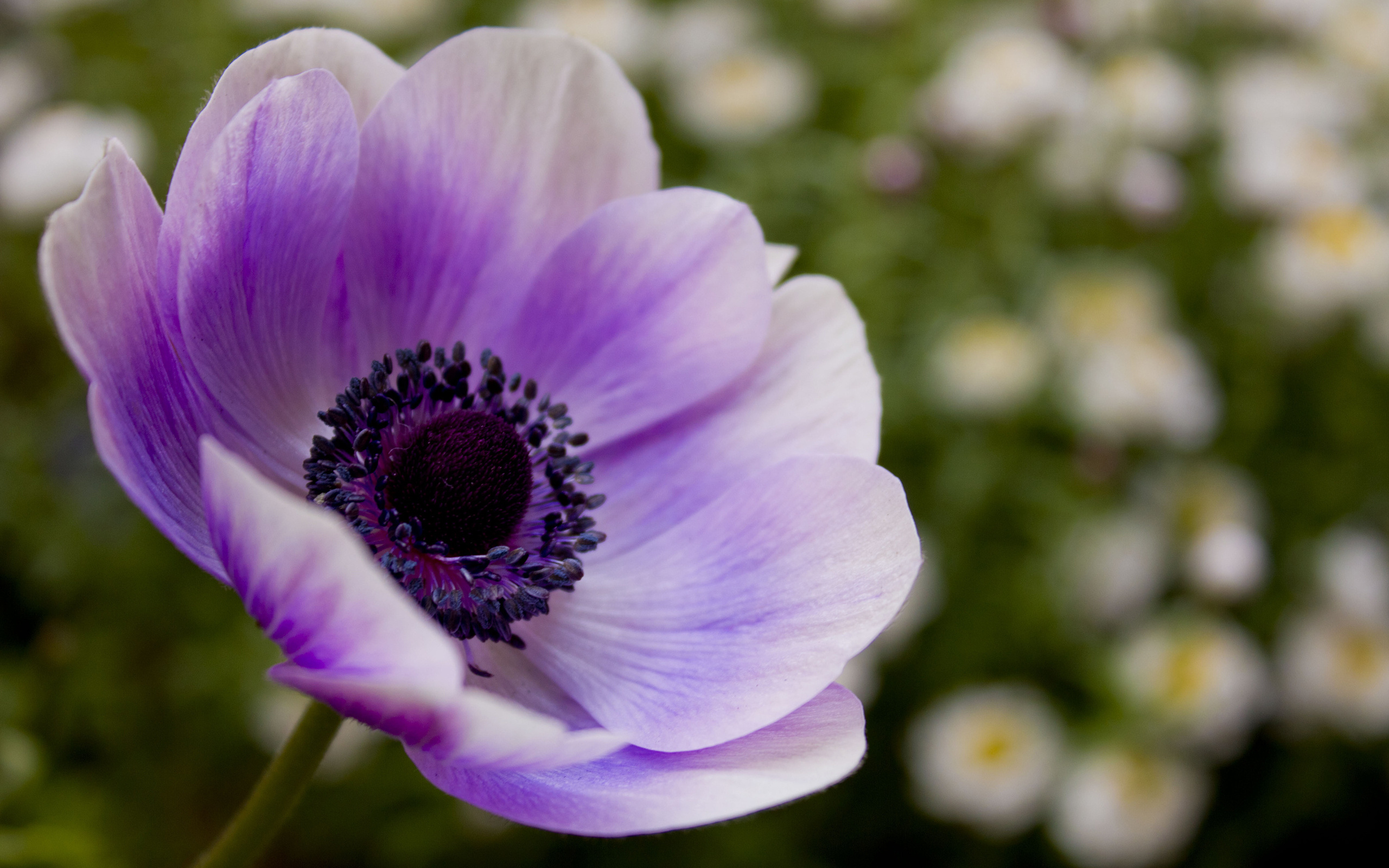 цветы природа фиолетовые скачать