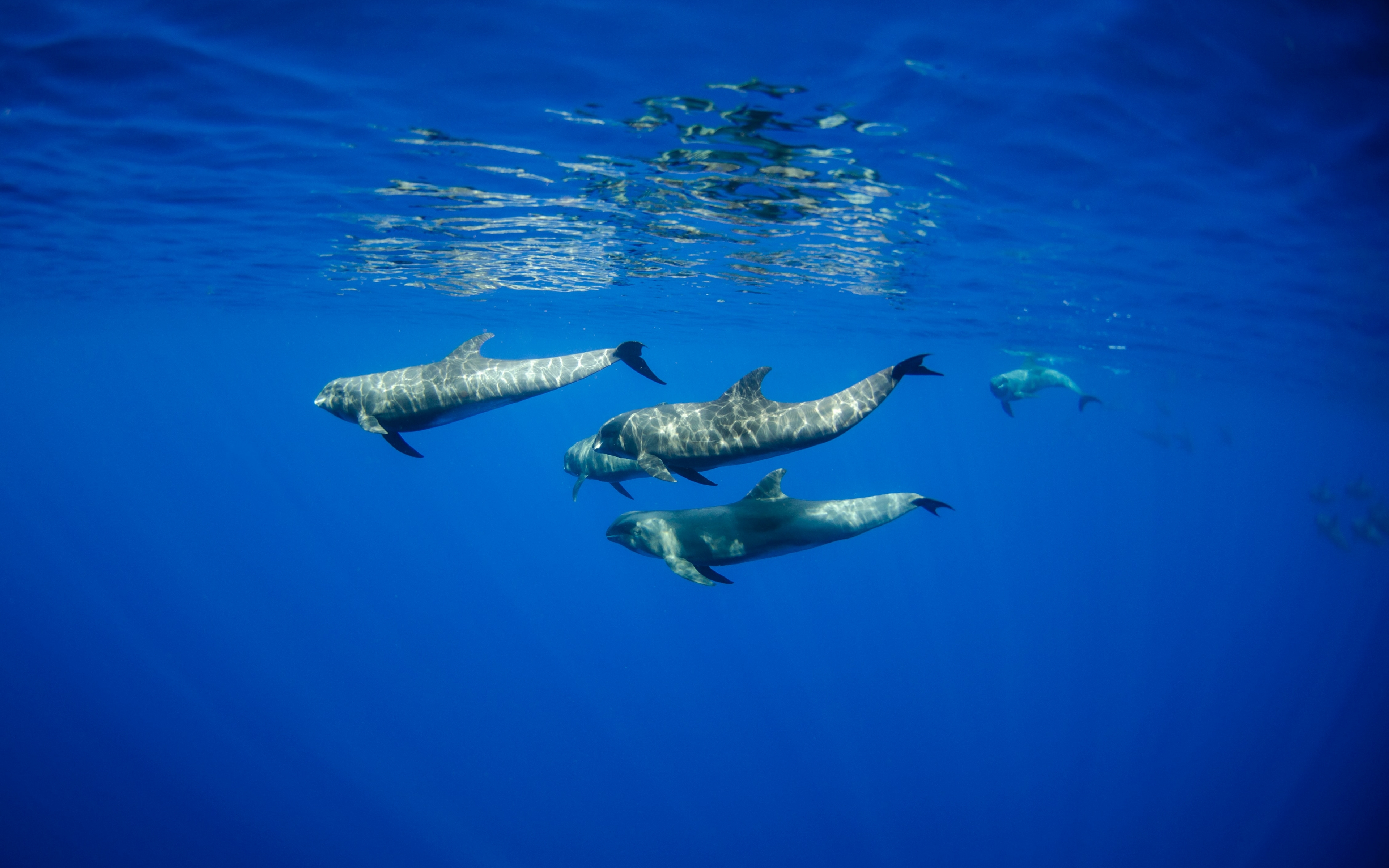 море, море, животное