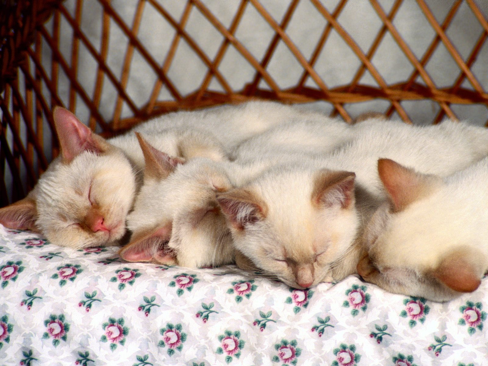 кот, котенок, фото