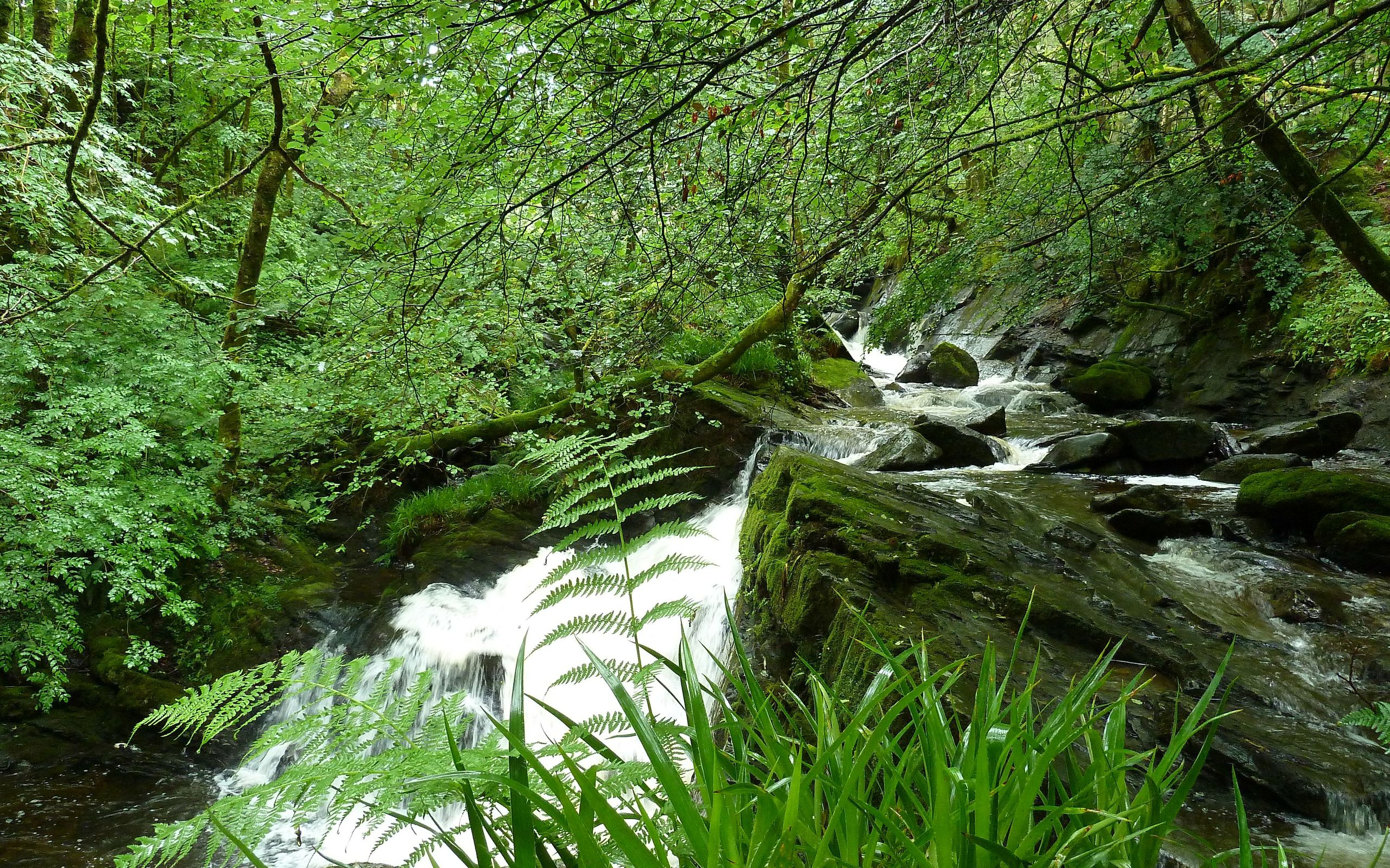 imagini, rezreshenie