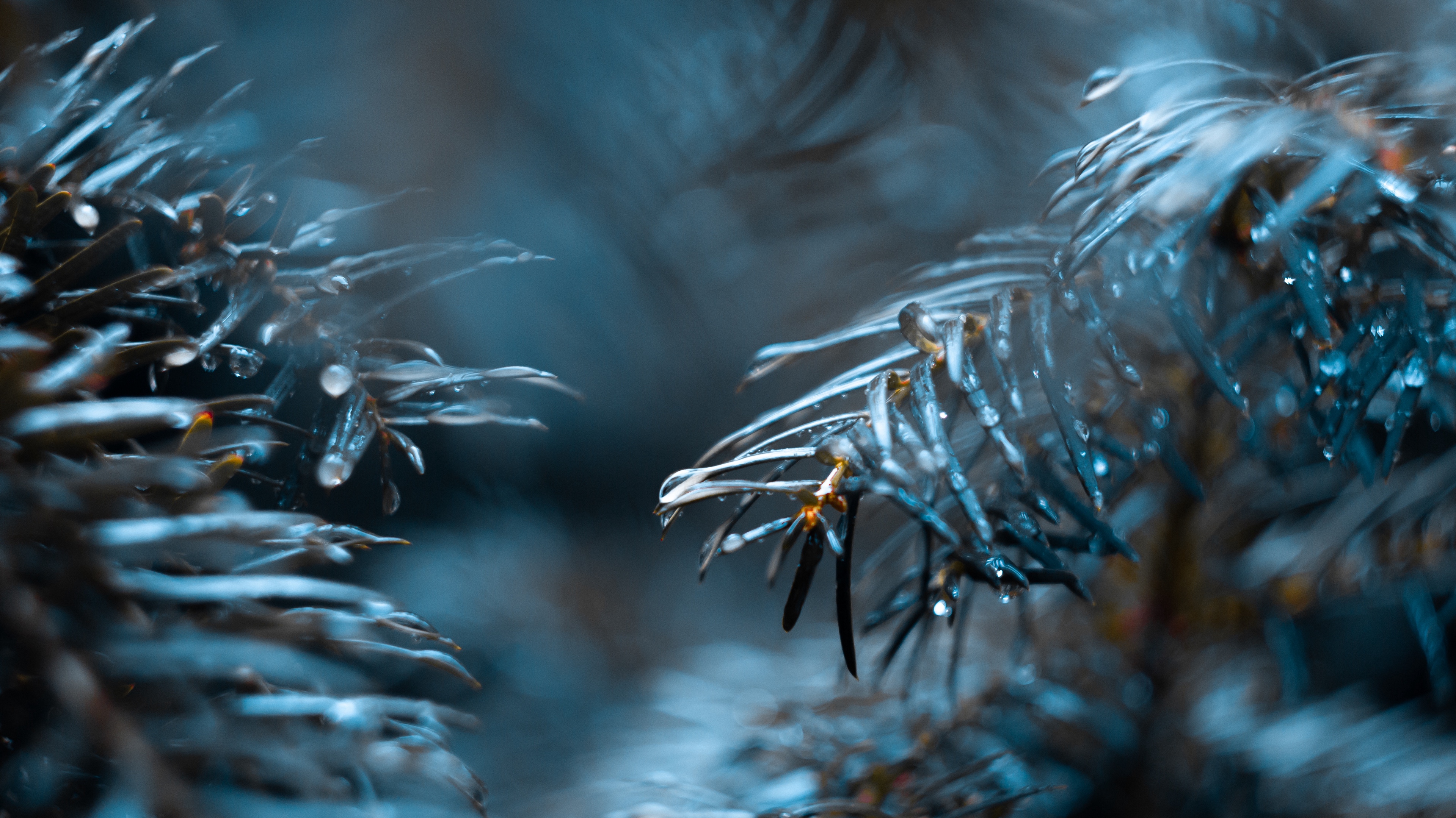 branch, ощущение, дождь