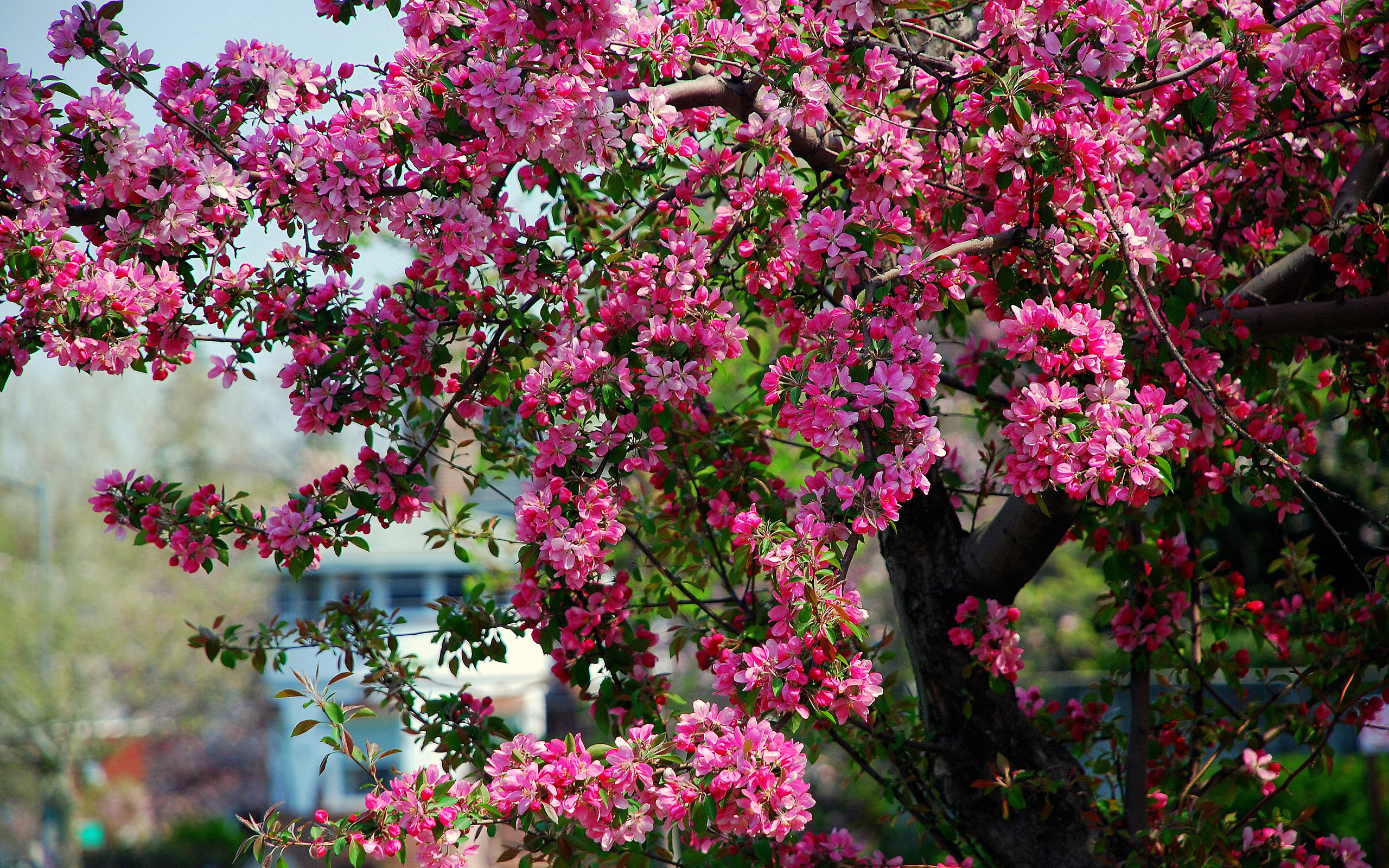 цветение дерево весна без смс