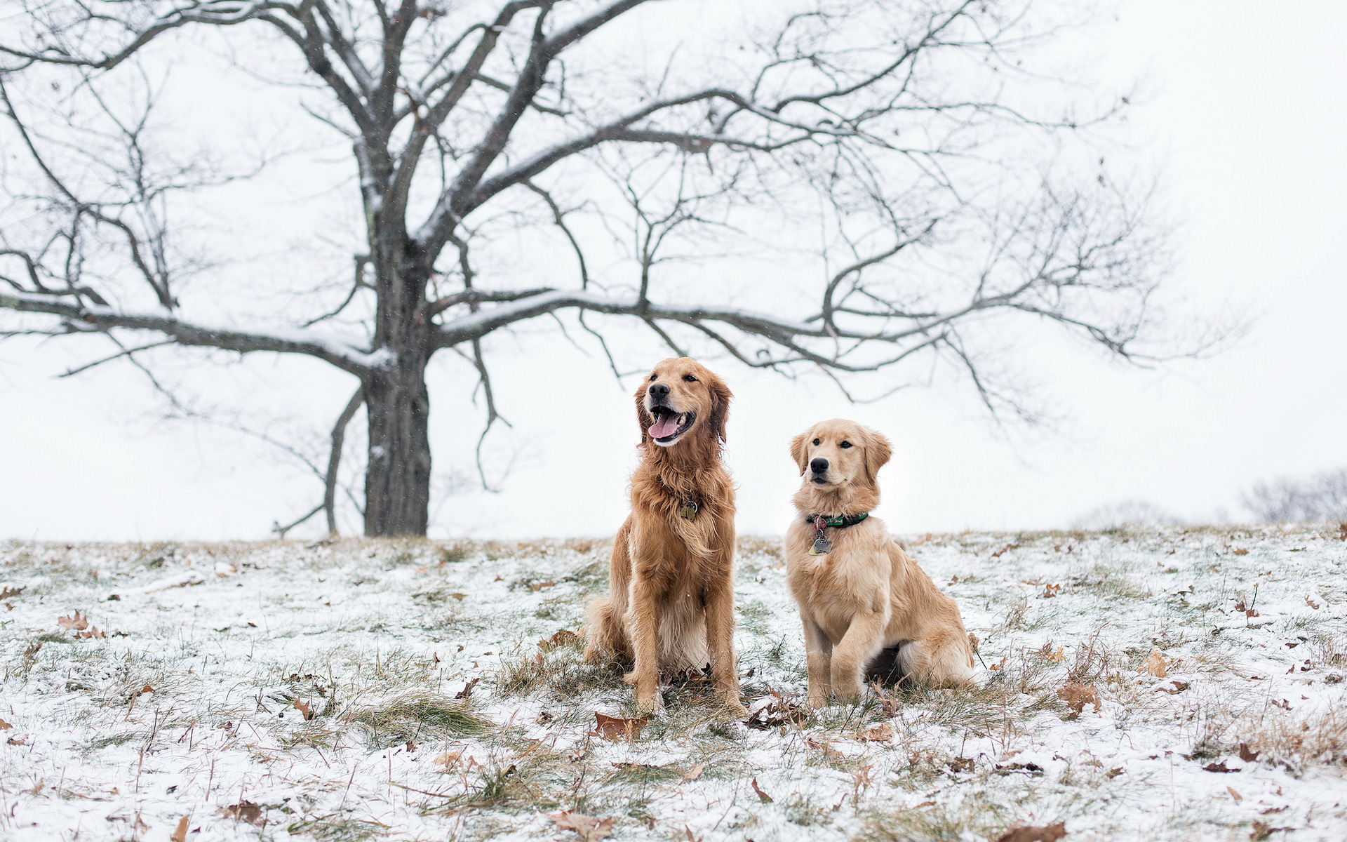 природа животные собака снег зима бесплатно
