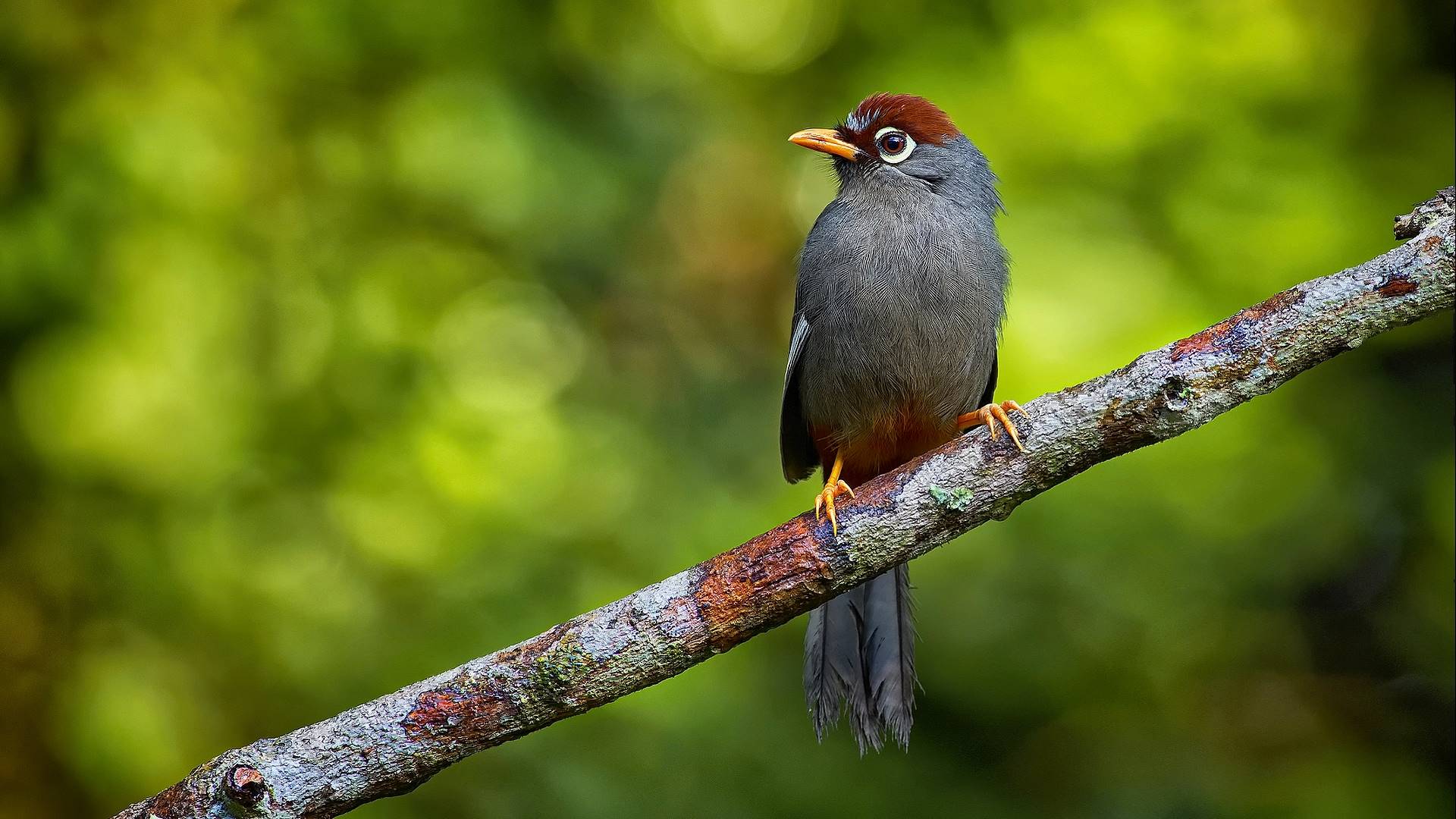 дерево, птица, собака