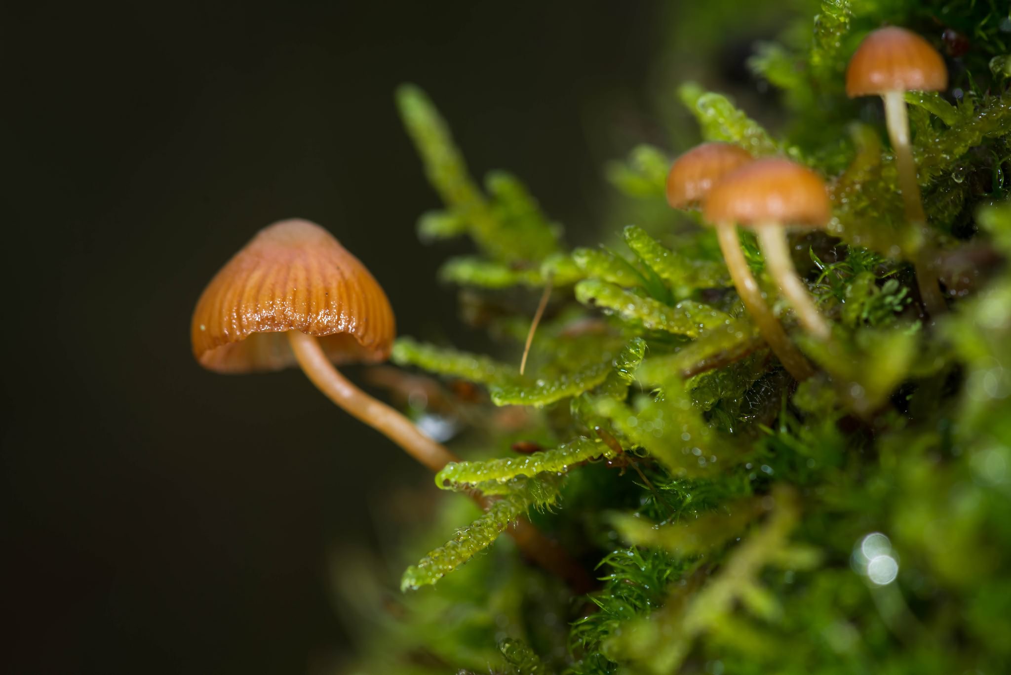 грибы макро мох без смс