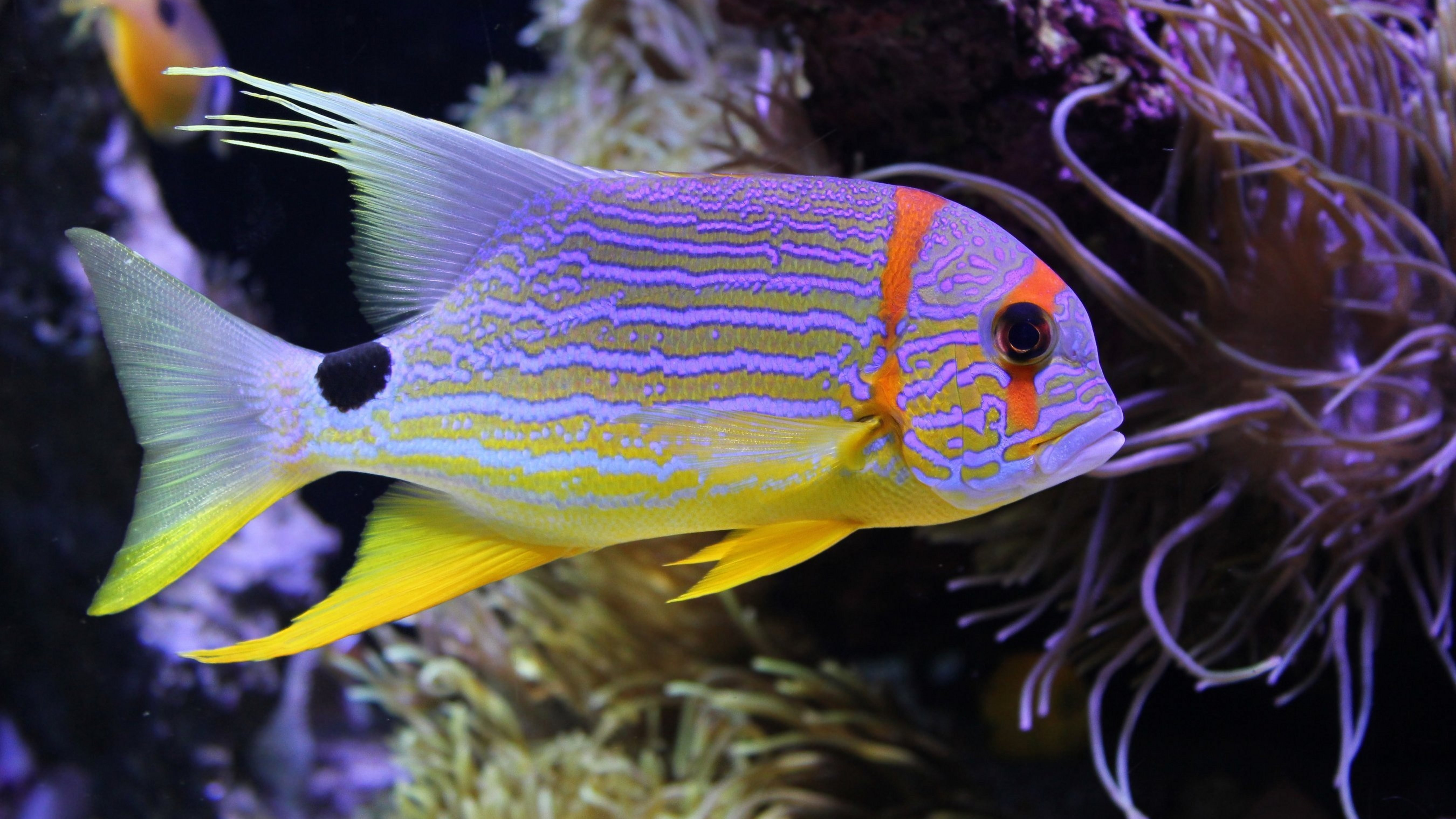 fish, миро, красивый