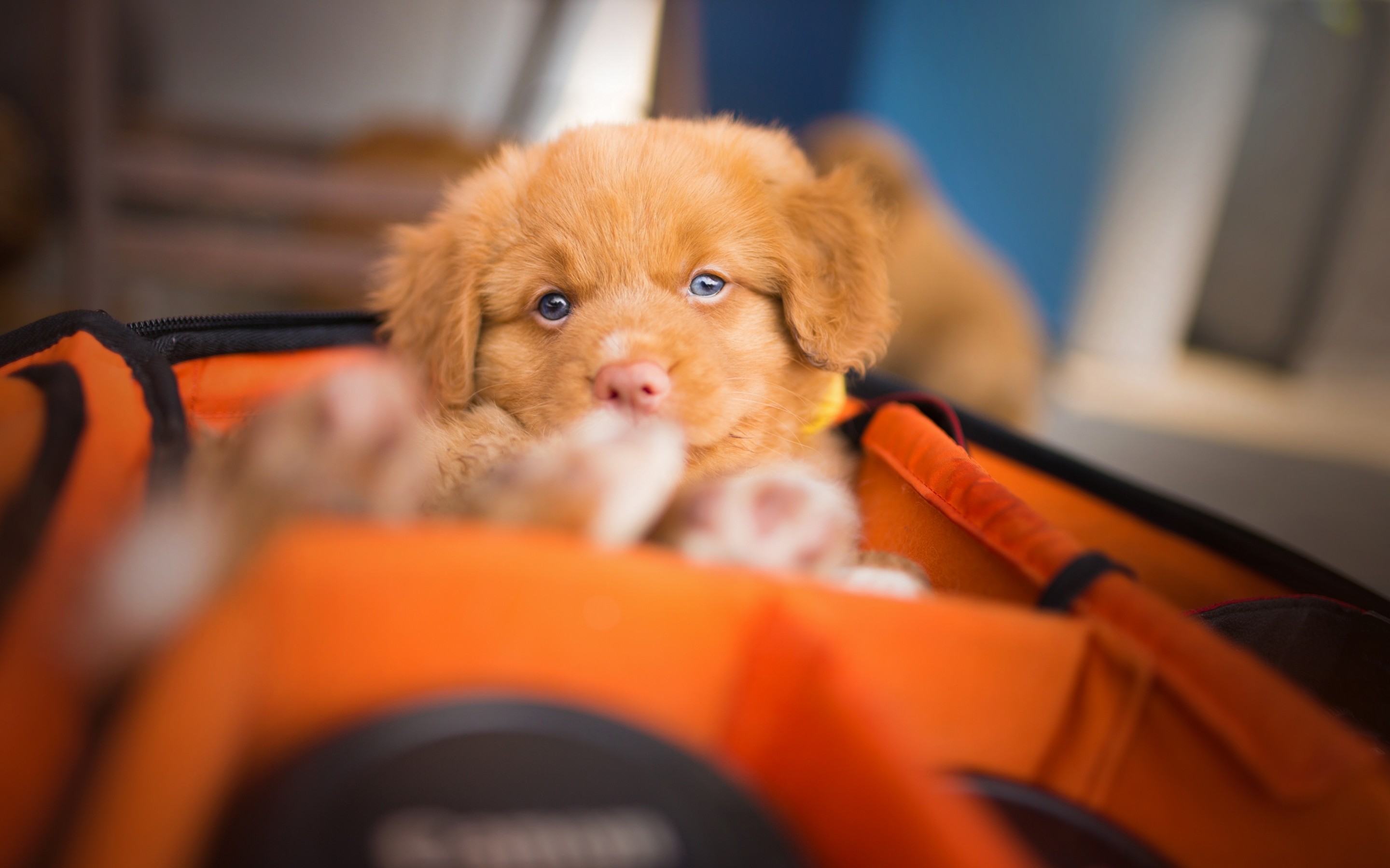 ретривер, коллектор, утка