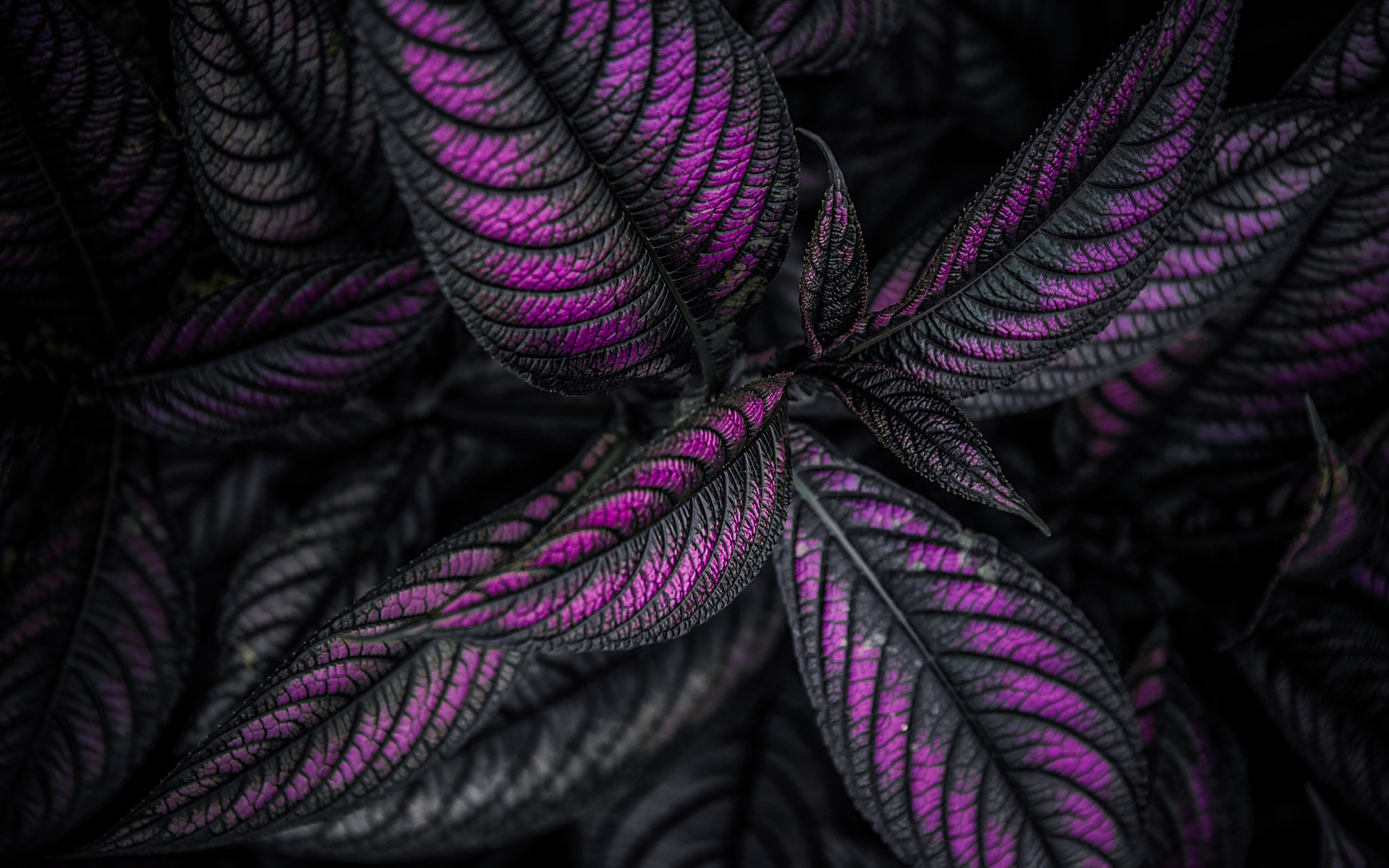 лист, лист, щит