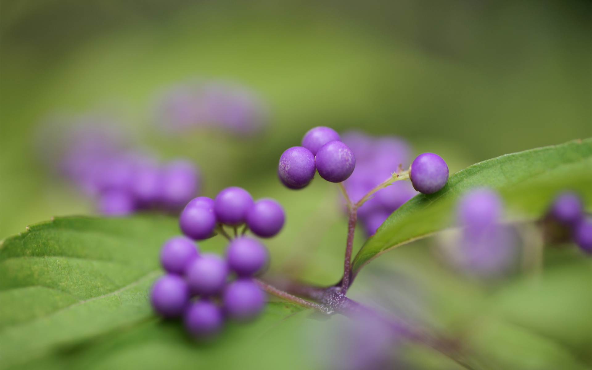 desktop, flowers, callicarpa