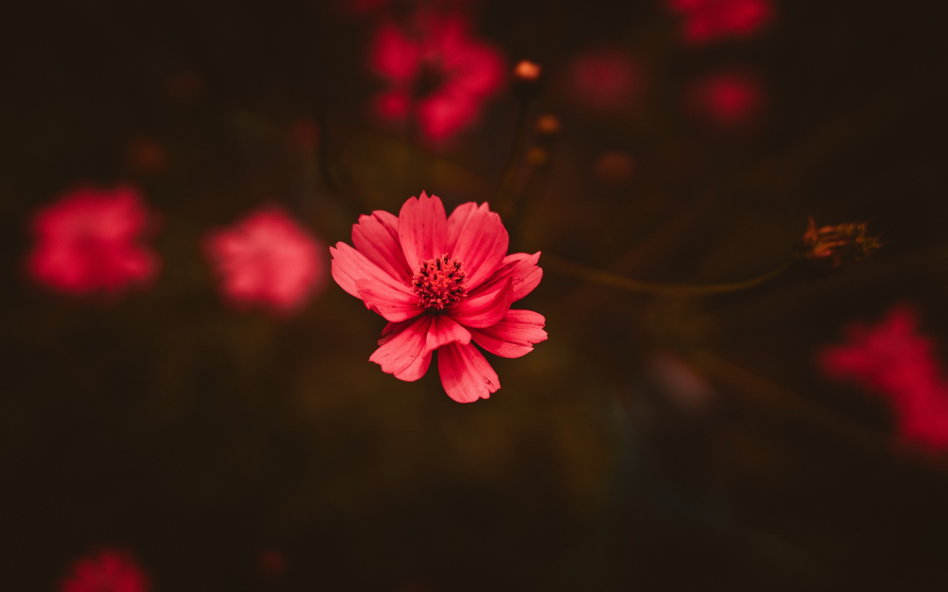 милая, билли, аркаба