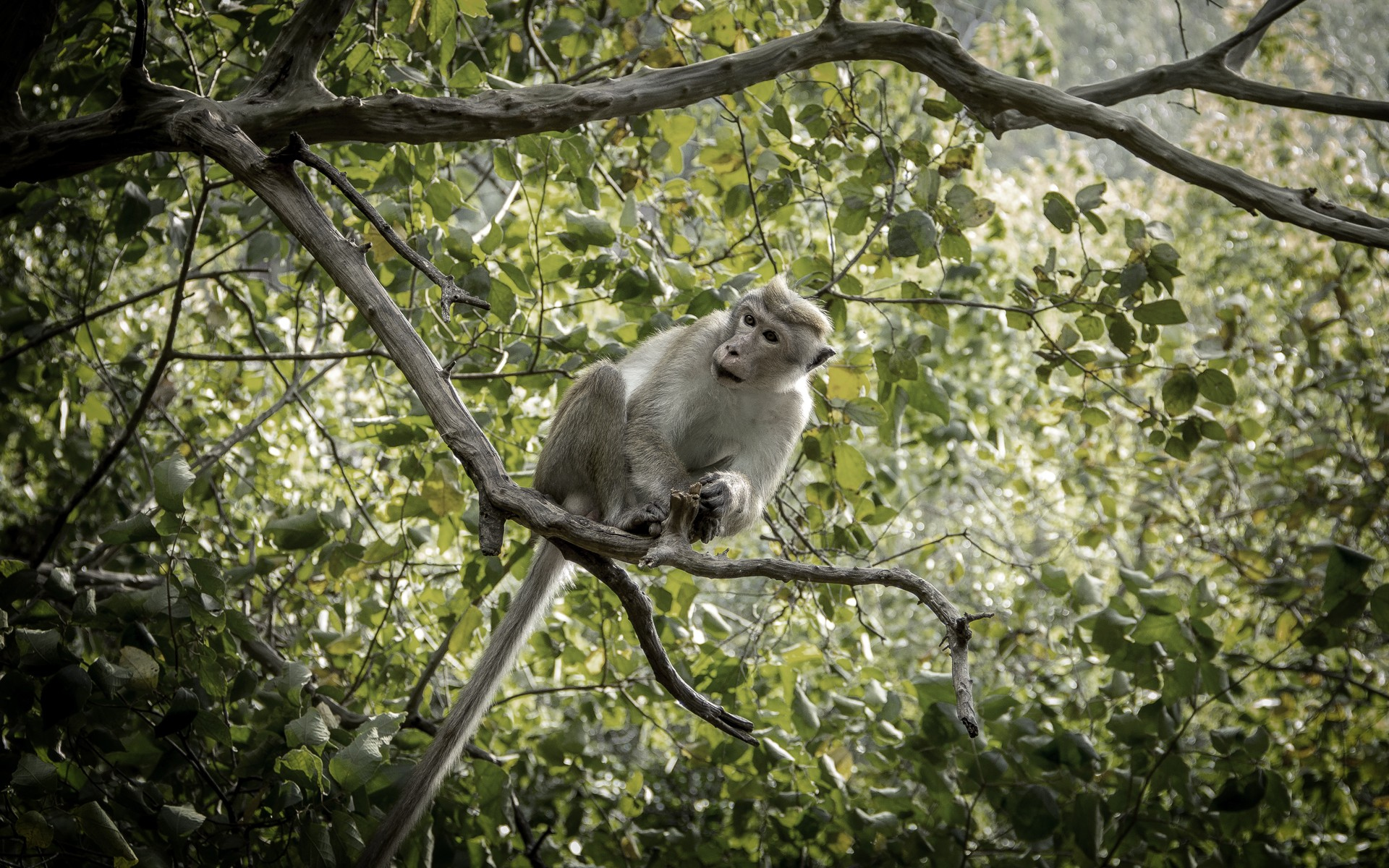 симлер, бонутлу, симлери