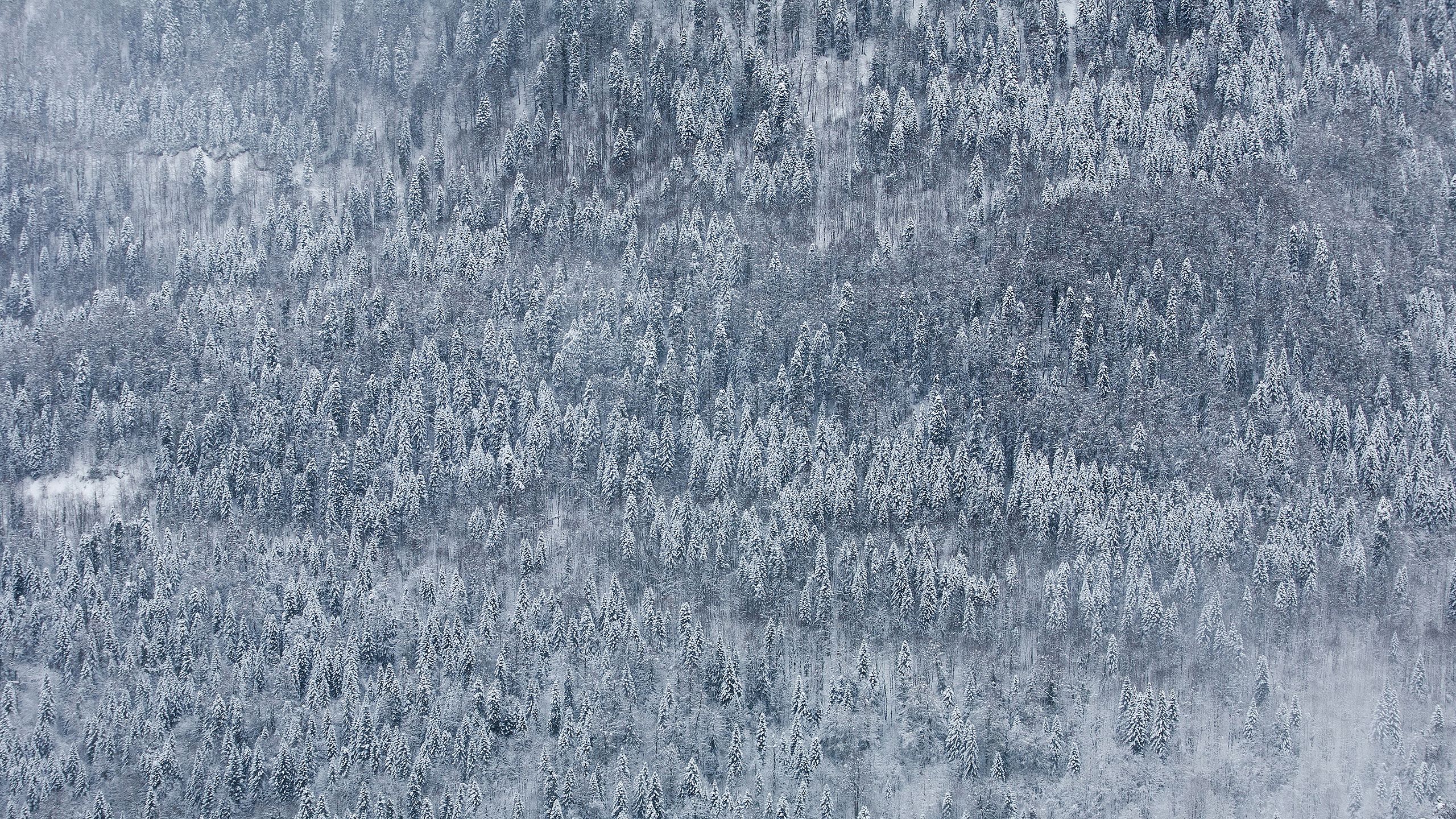 д.м., цитопрудов, зима