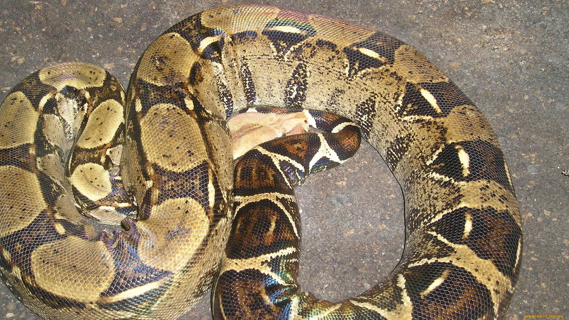 boa, constrictor