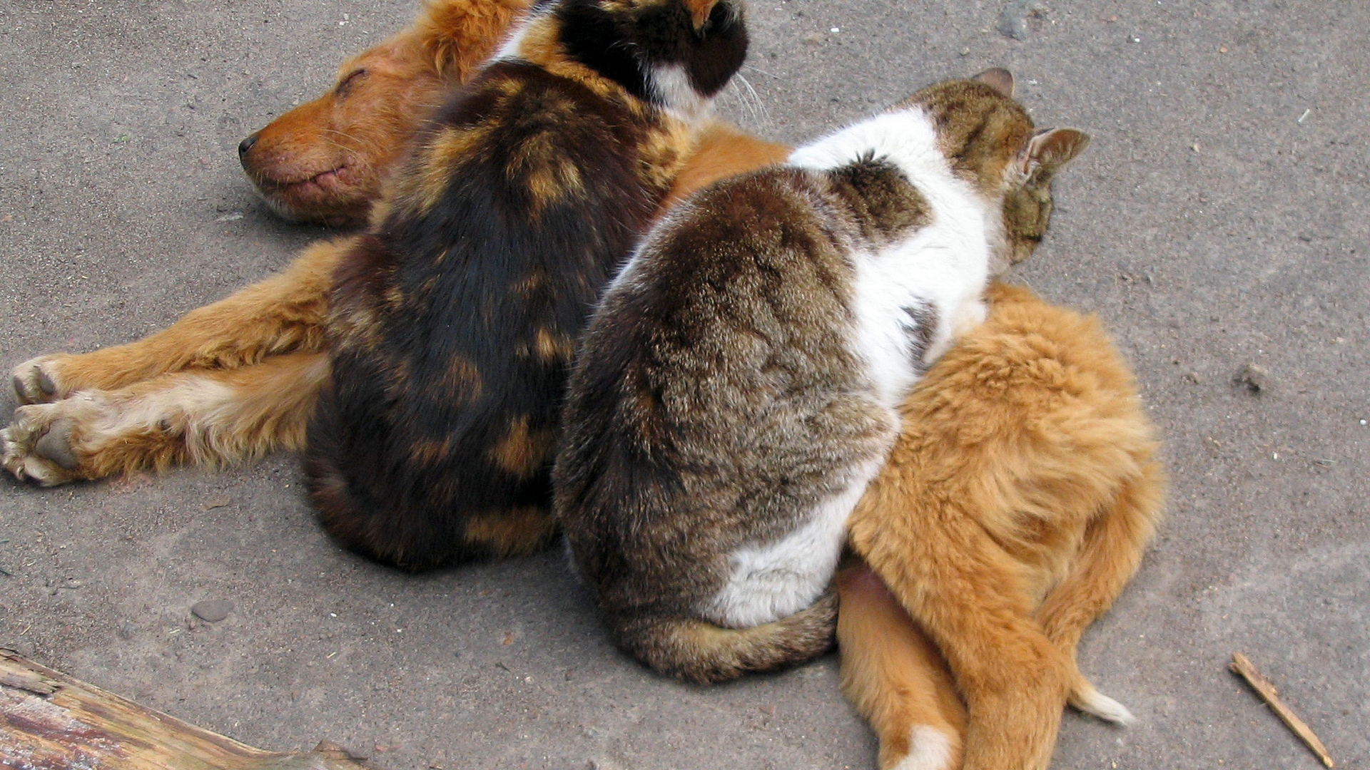 животные, кошки, собаки