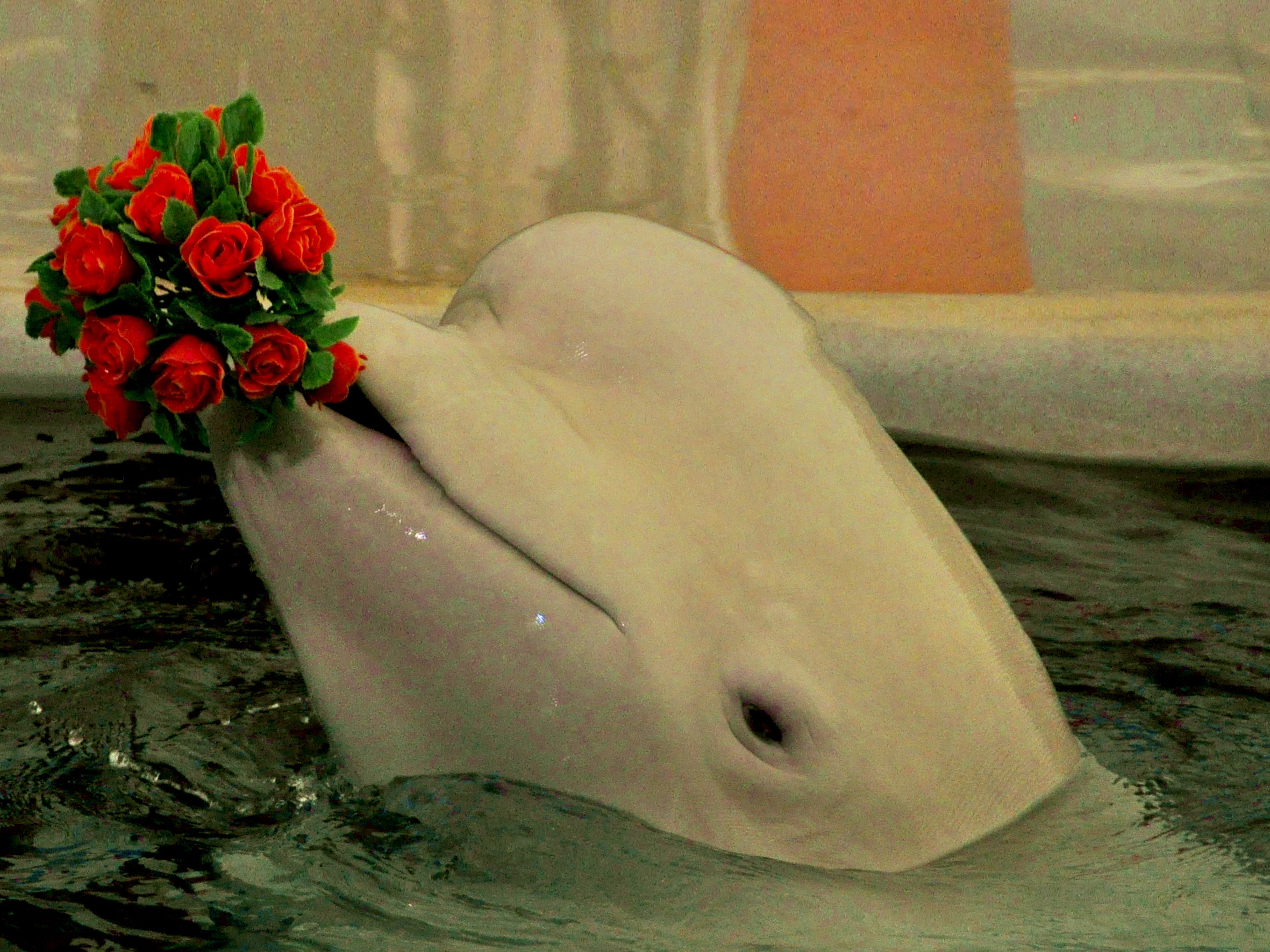 Лучшей стране на свете. Дельфины с цветами. Дельфин с цветком. Красивые дельфины с цветами. Дельфины с розами.