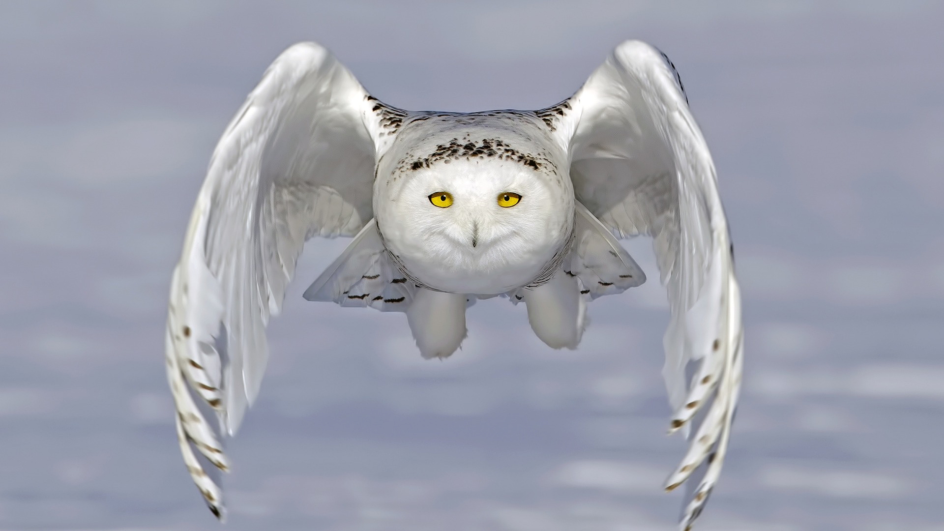 сова, полярная, тундре