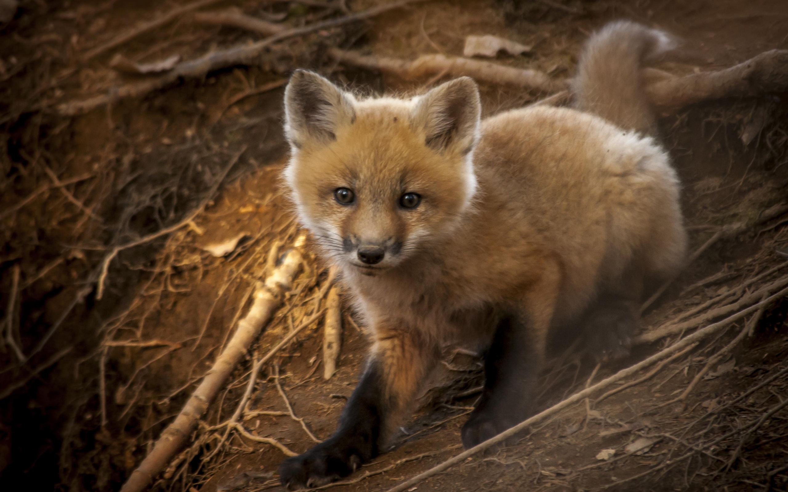 Baby fox. Лисица. Лисёнок. Маленький Лисенок. Маленькая лисица.