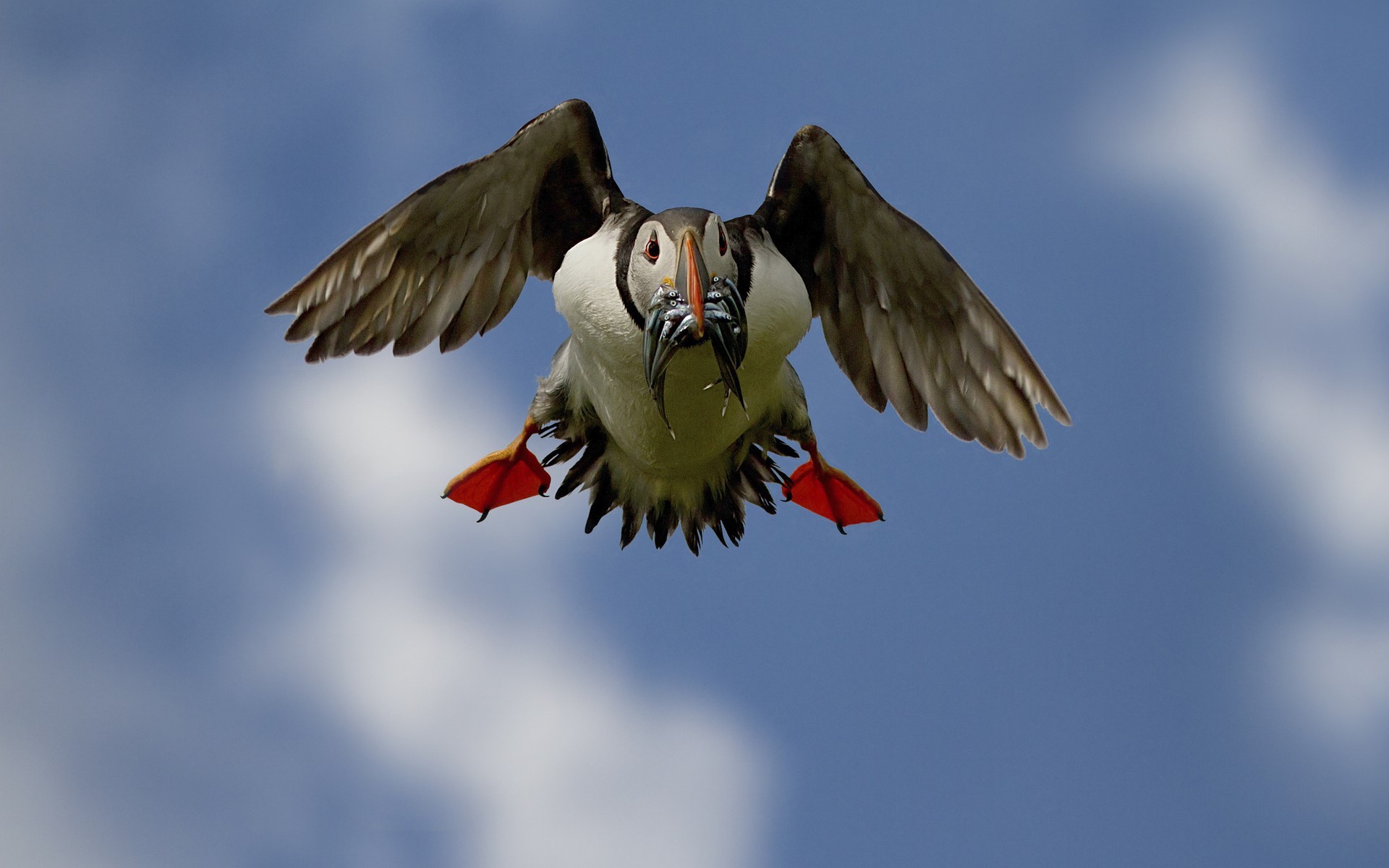 tupik