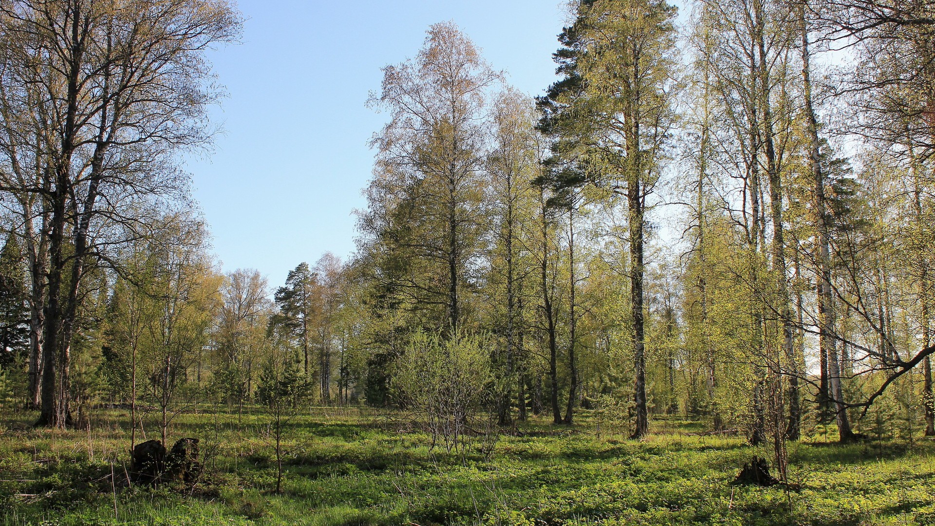 весна, лес