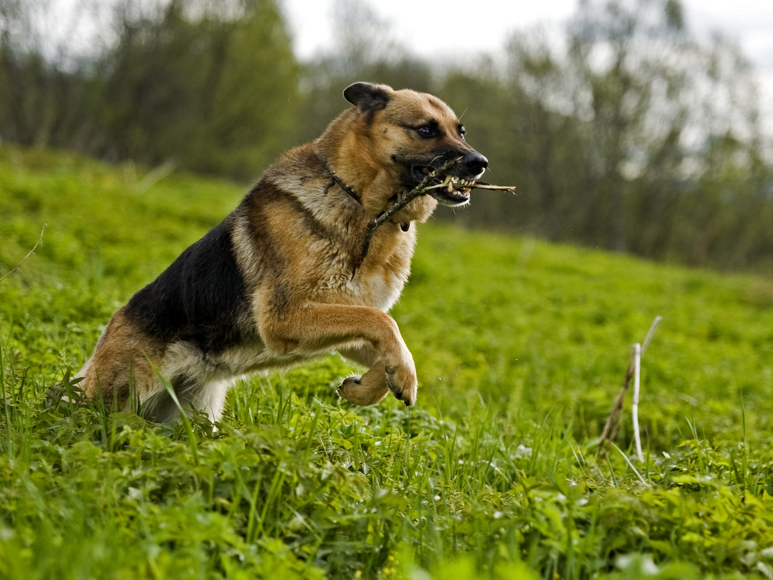 Собака бежит трава скачать