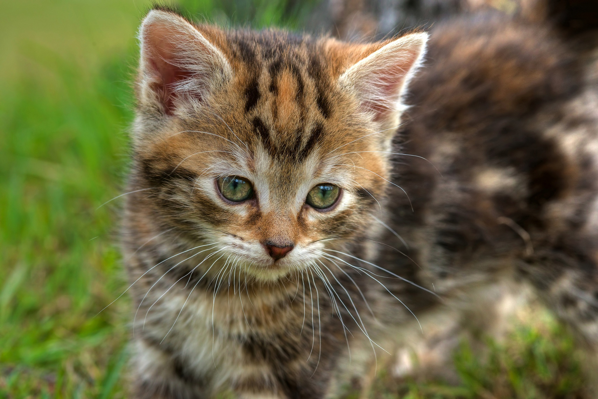 Фото котиков. Котята. Для малышей (котенок). Фото мордочек котят. Черноногая кошка.