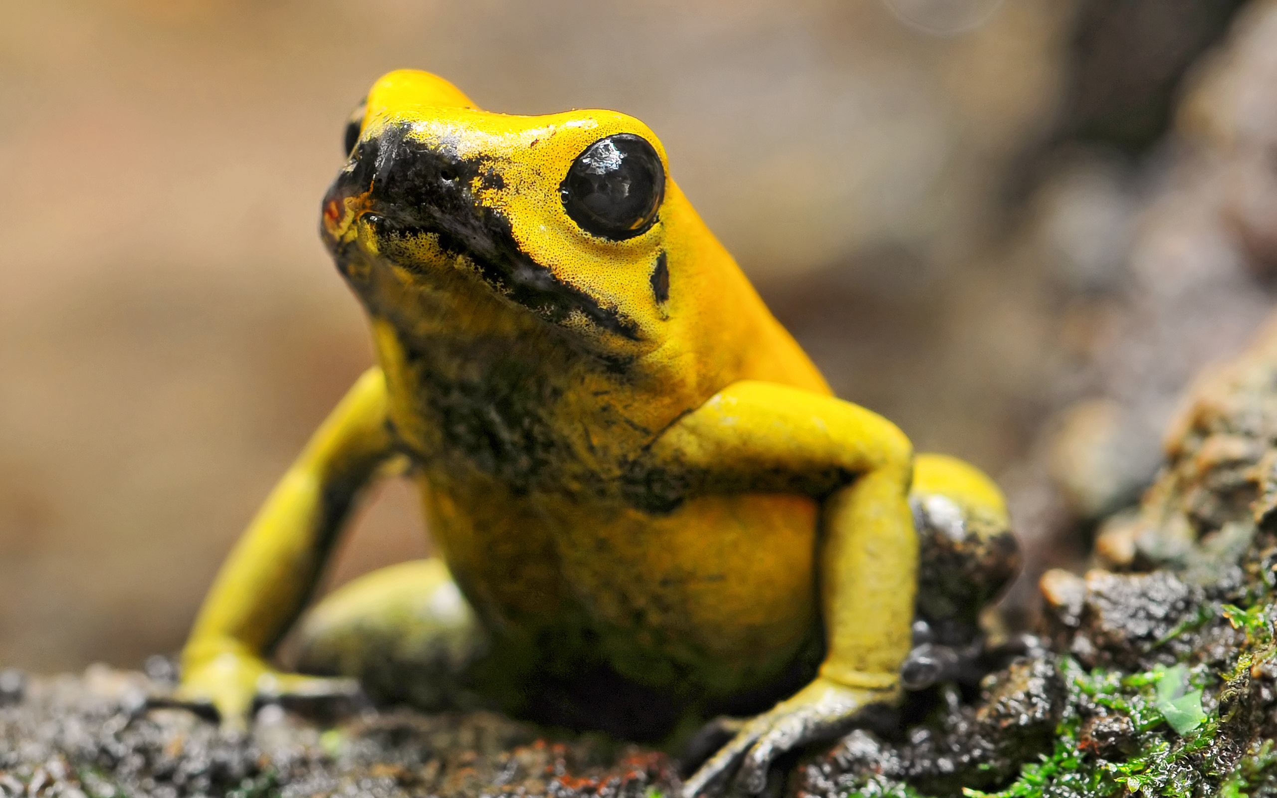 Golden frog. Ужасный листолаз лягушка. Золотистополосый листолаз. Лягушка листолаз. Ядовитая лягушка листолаз.