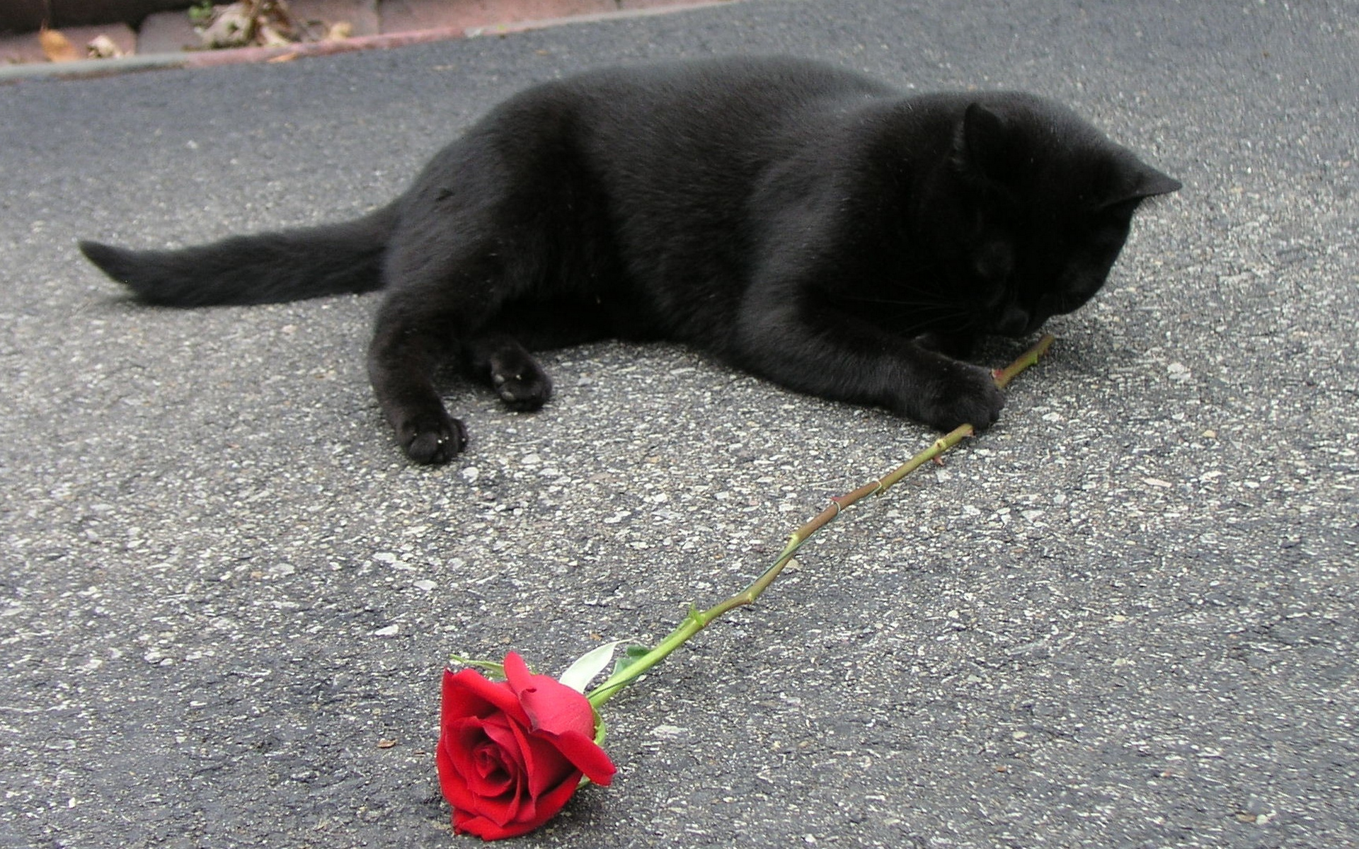 Черная кошка играть. Чёрный кот. Черный котенок. Черный кот с цветами. Черный котенок на улице.