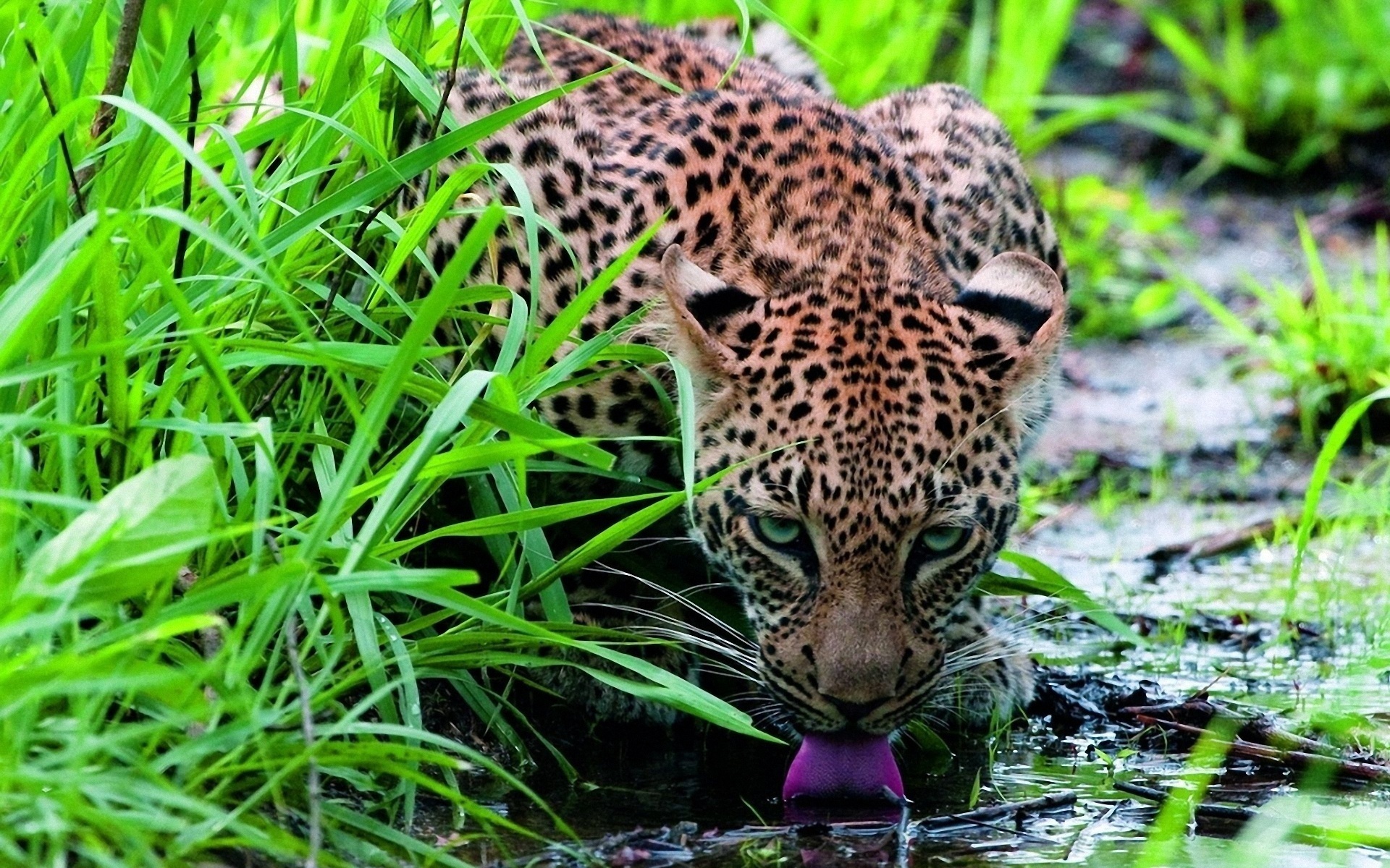 ягуар пьет воду загрузить
