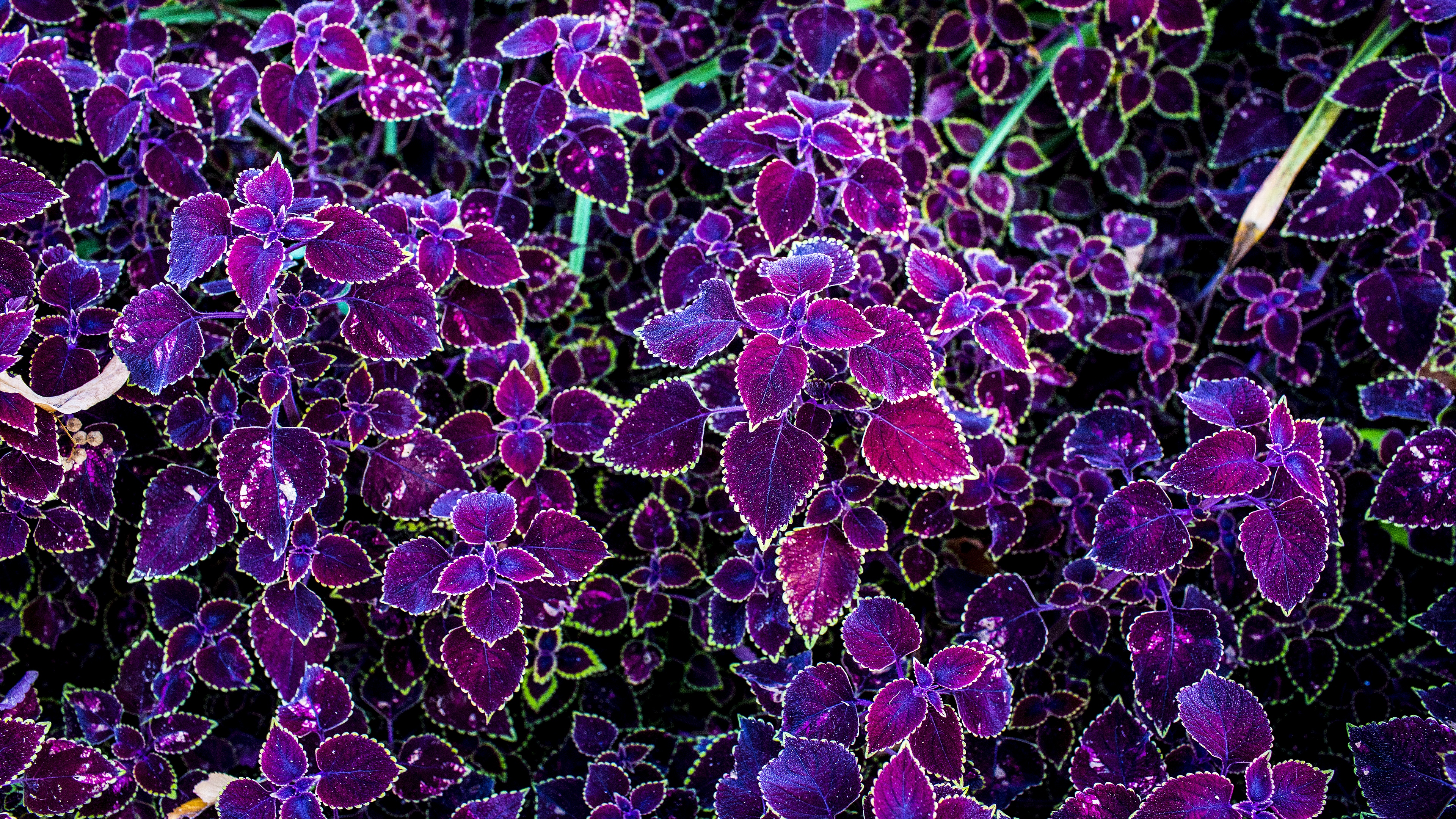 purple