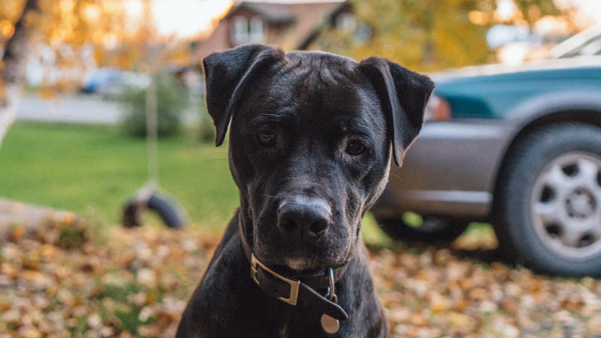 собака, домашнее животное, блаженство
