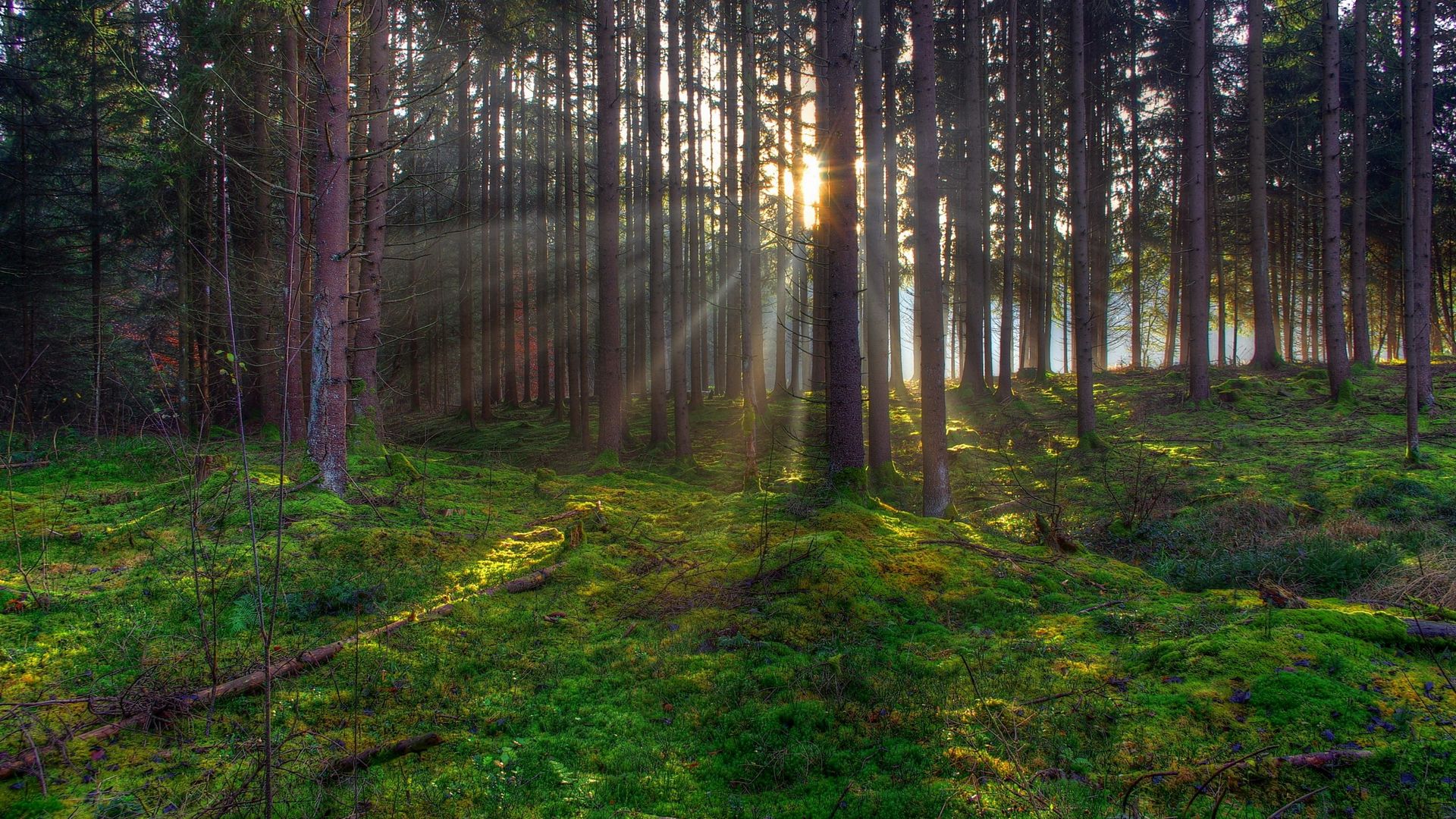 волыни, травы, леса