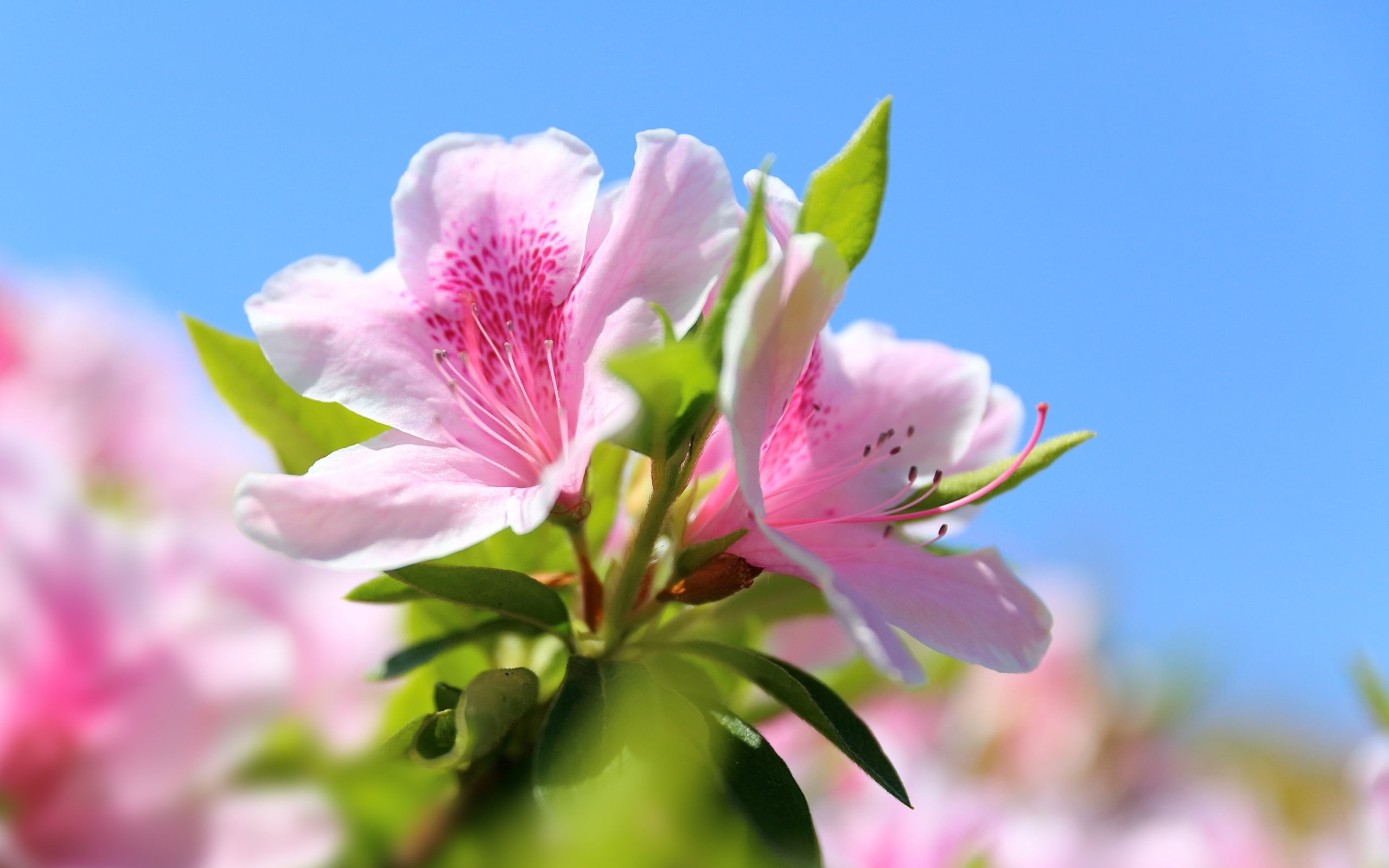 azalea, цветы, род
