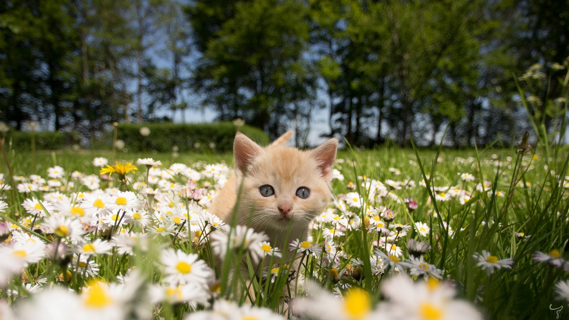 кот, весна, котенок