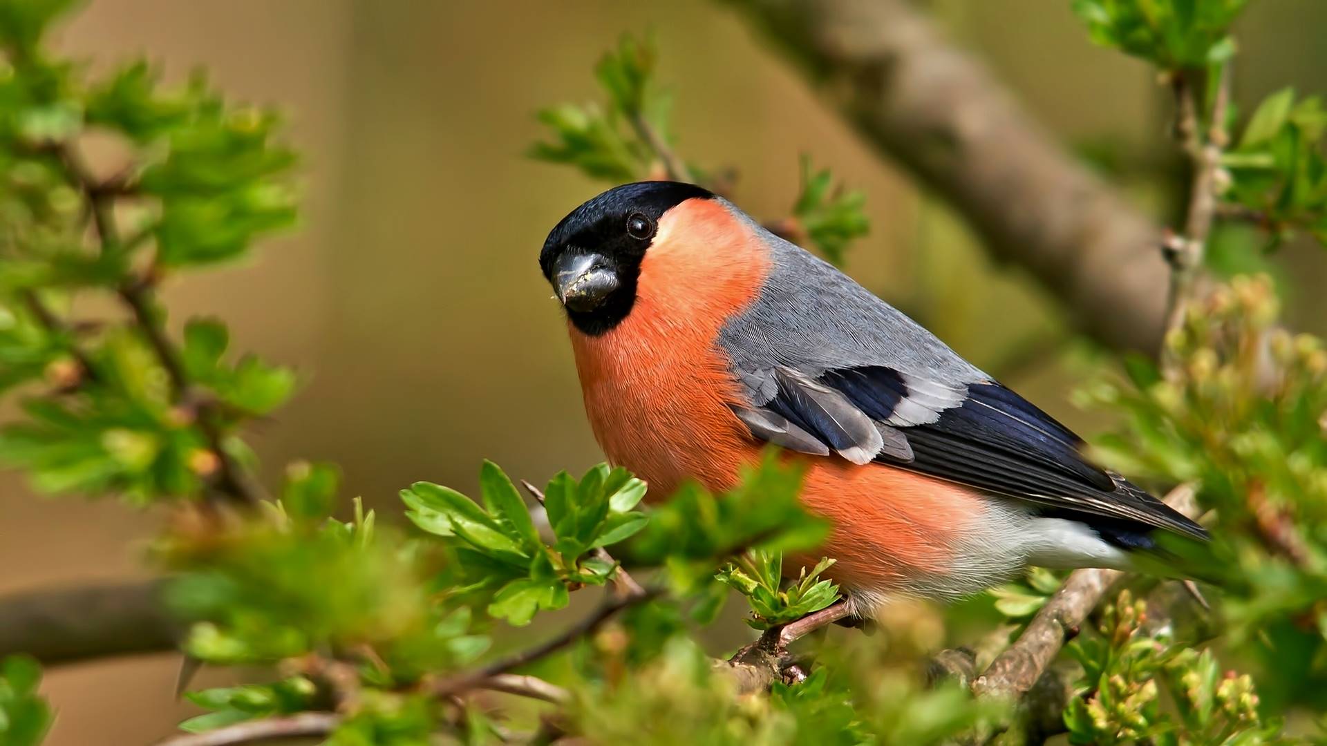 снегирь, птица