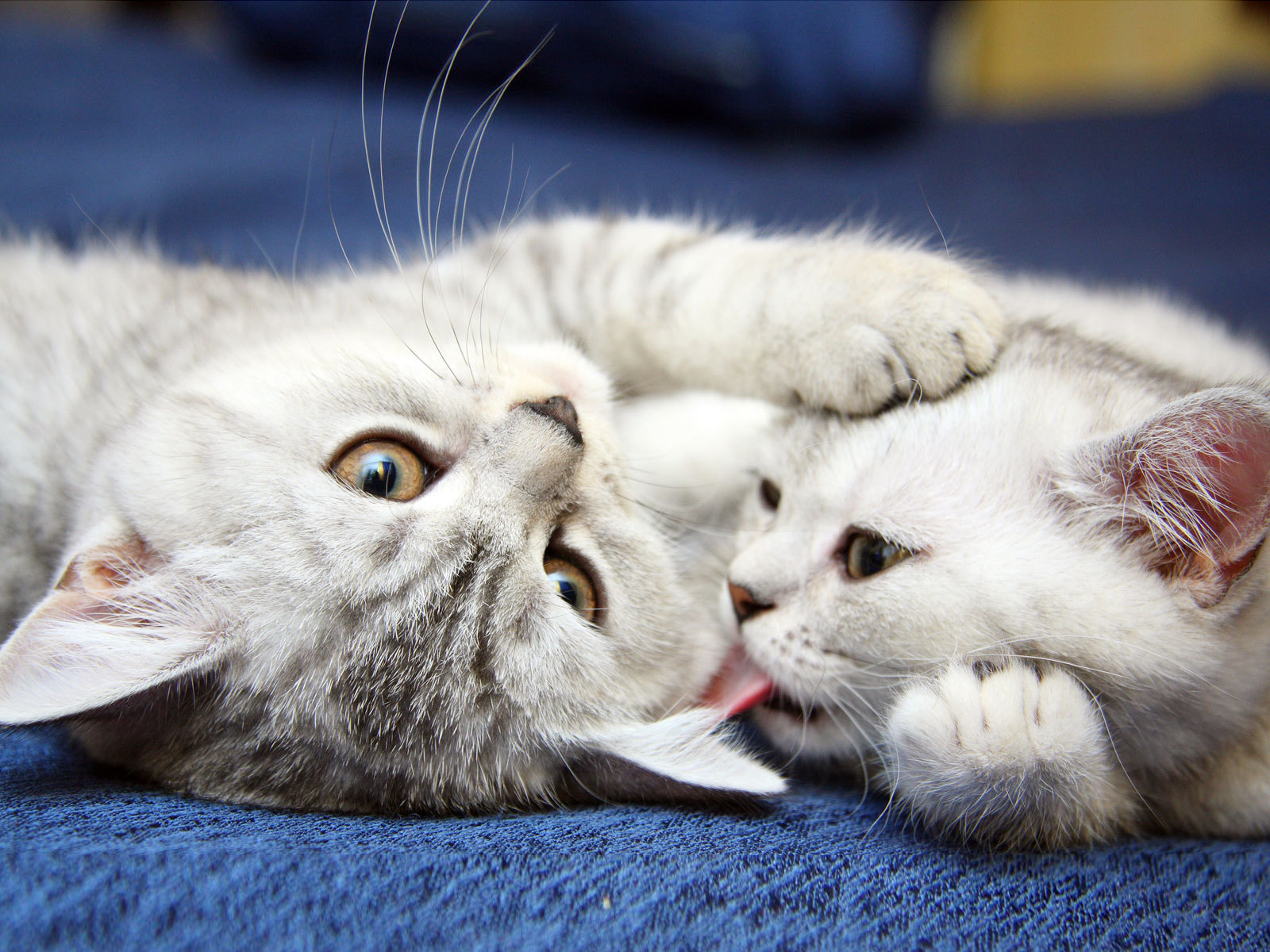 котенок, кошка, животное