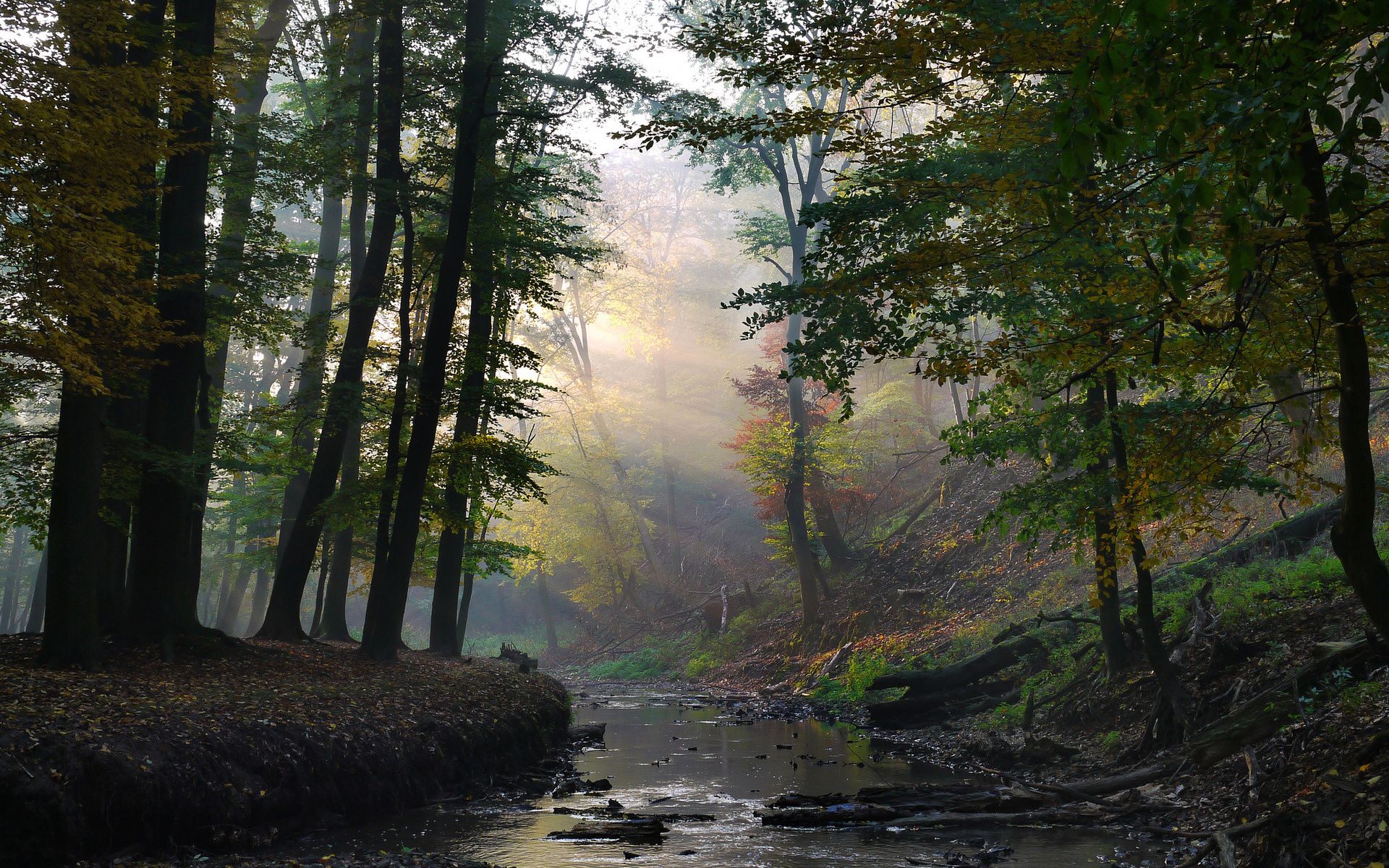 лес, ручей, лучи