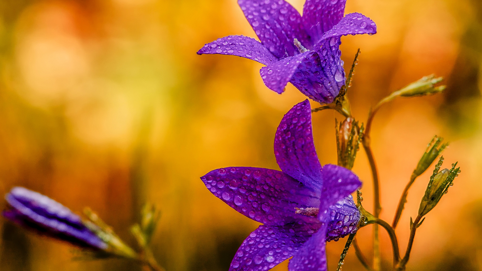 хороший, утро, доска