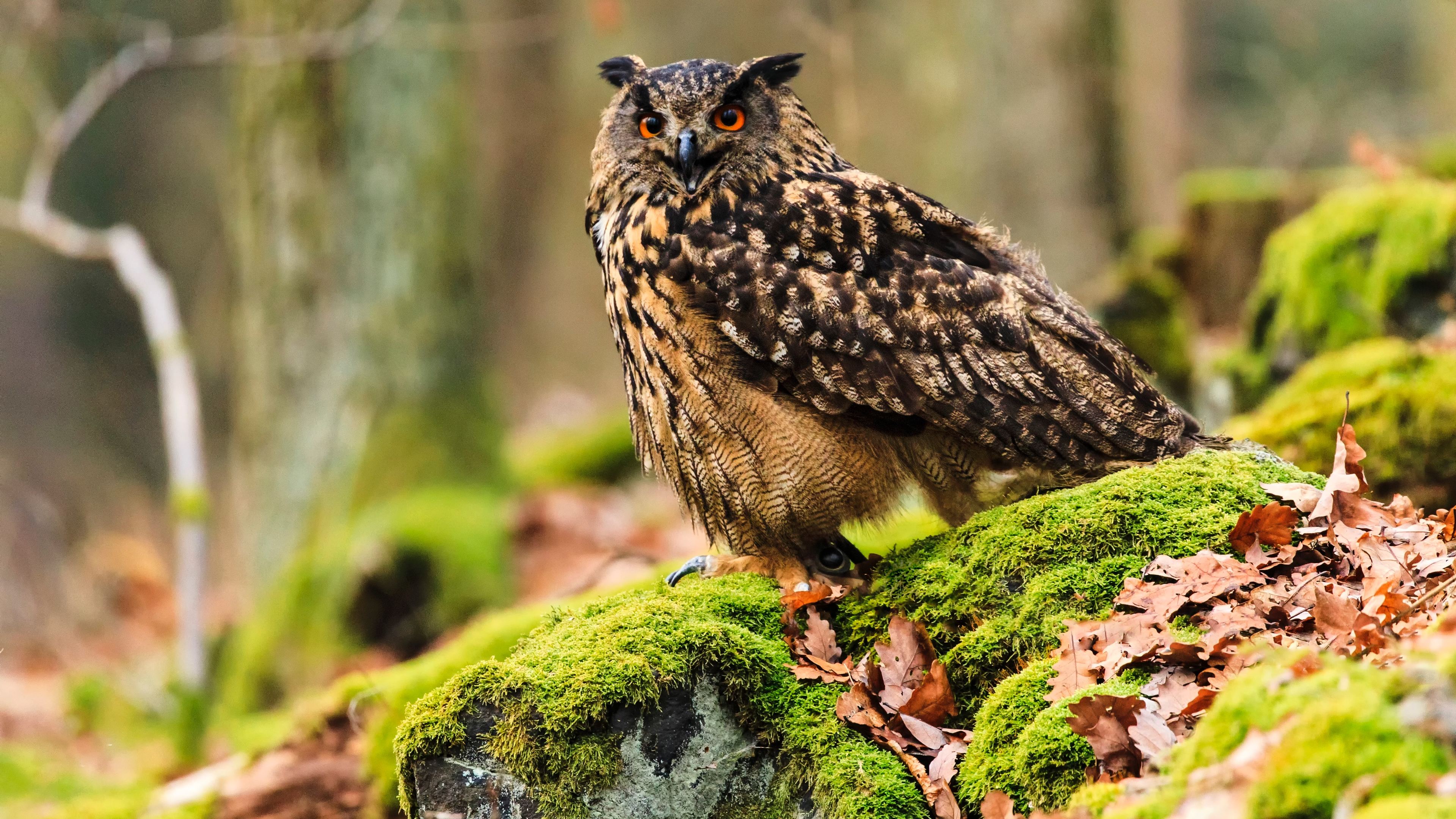 ястреб, фонарь