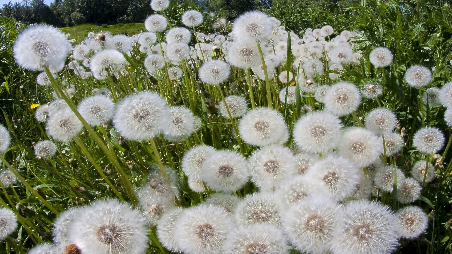 ованчик, flore