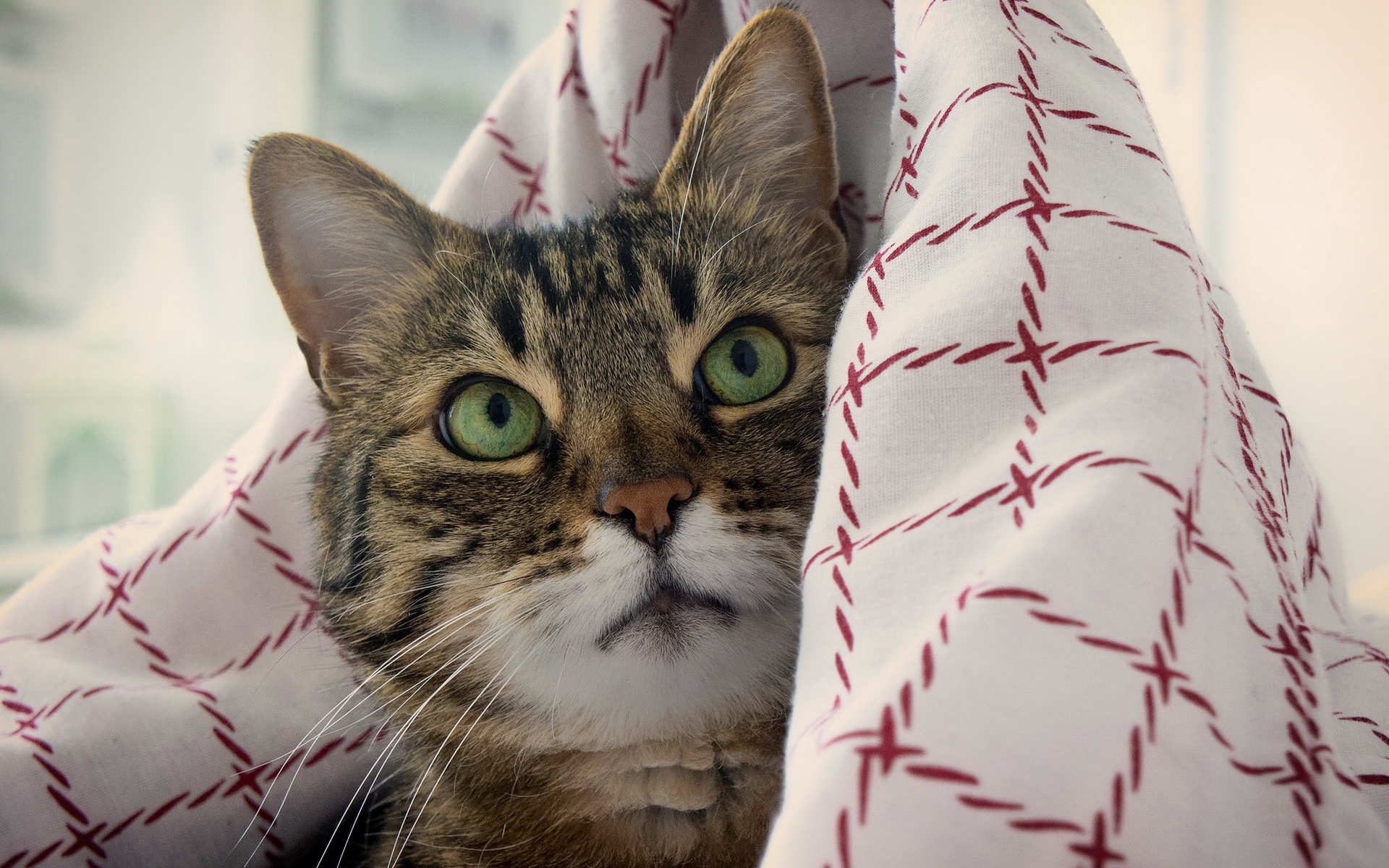 кот