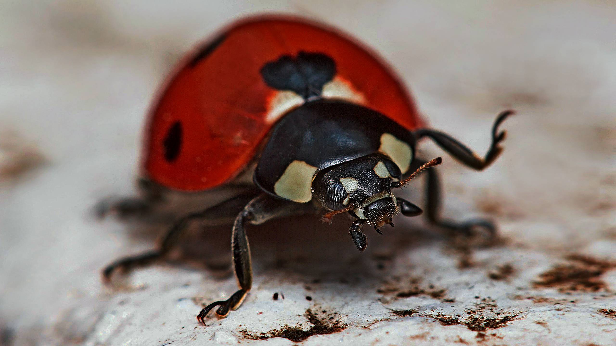 божья коровка, фото