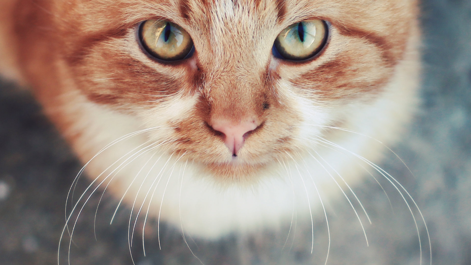 кошка, которая смотрит в камеру