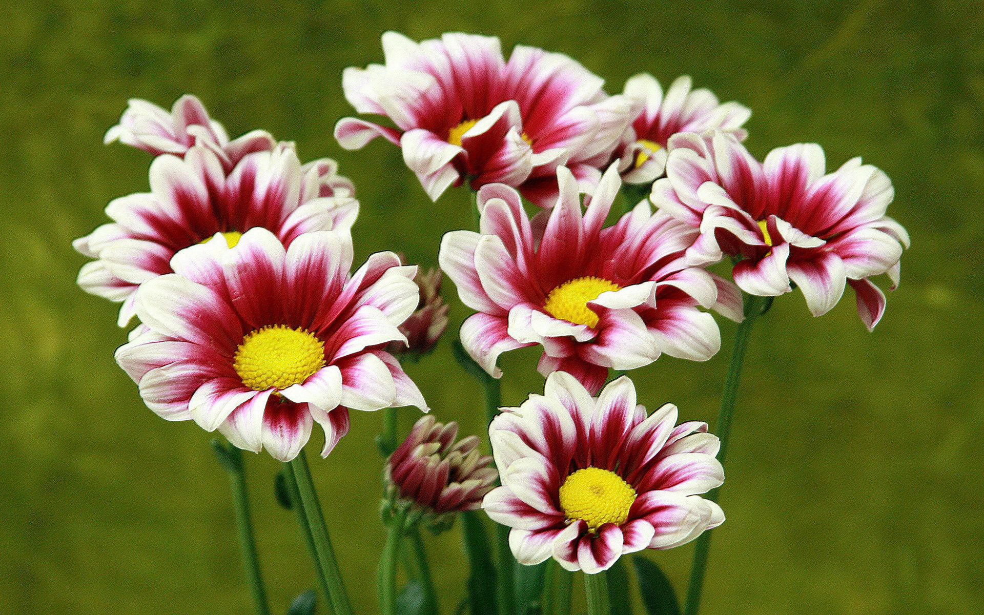 цветы, макро, хризантемы